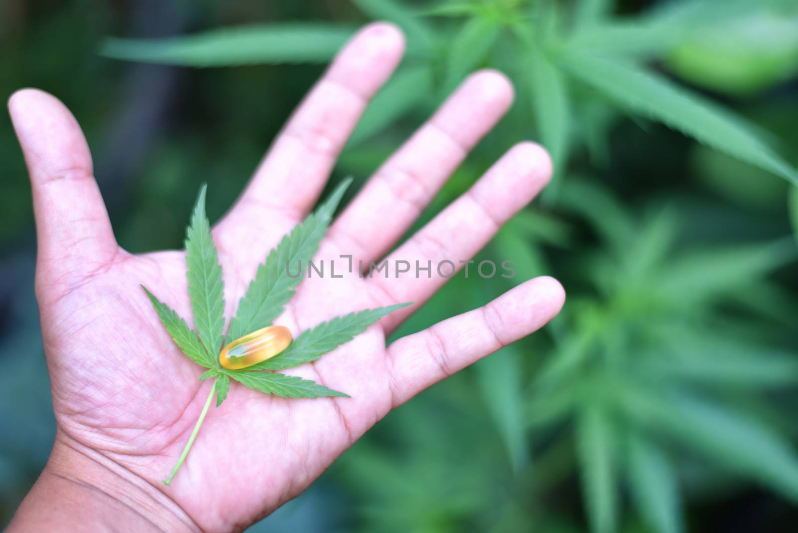 A Capsule of CBD hemp oil and cannabis leaves in the hands of re by C_Aphirak