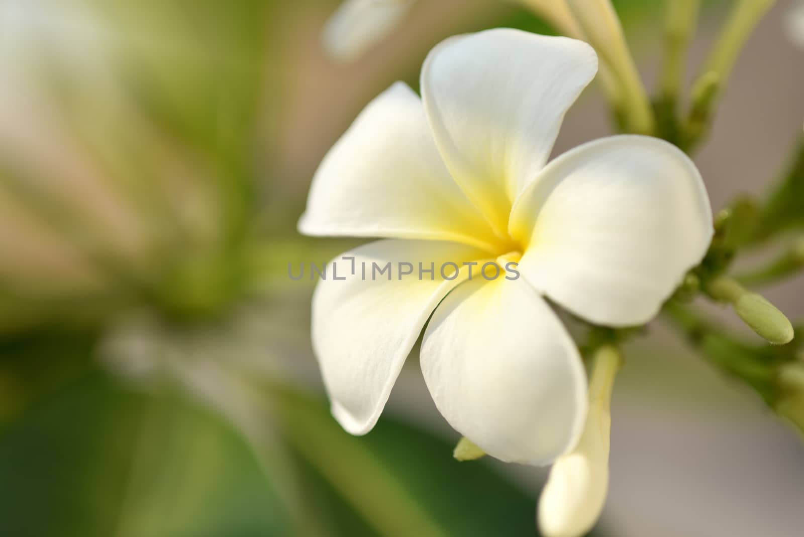 purity of white Plumeria or Frangipani flowers. spa flower bloss by C_Aphirak