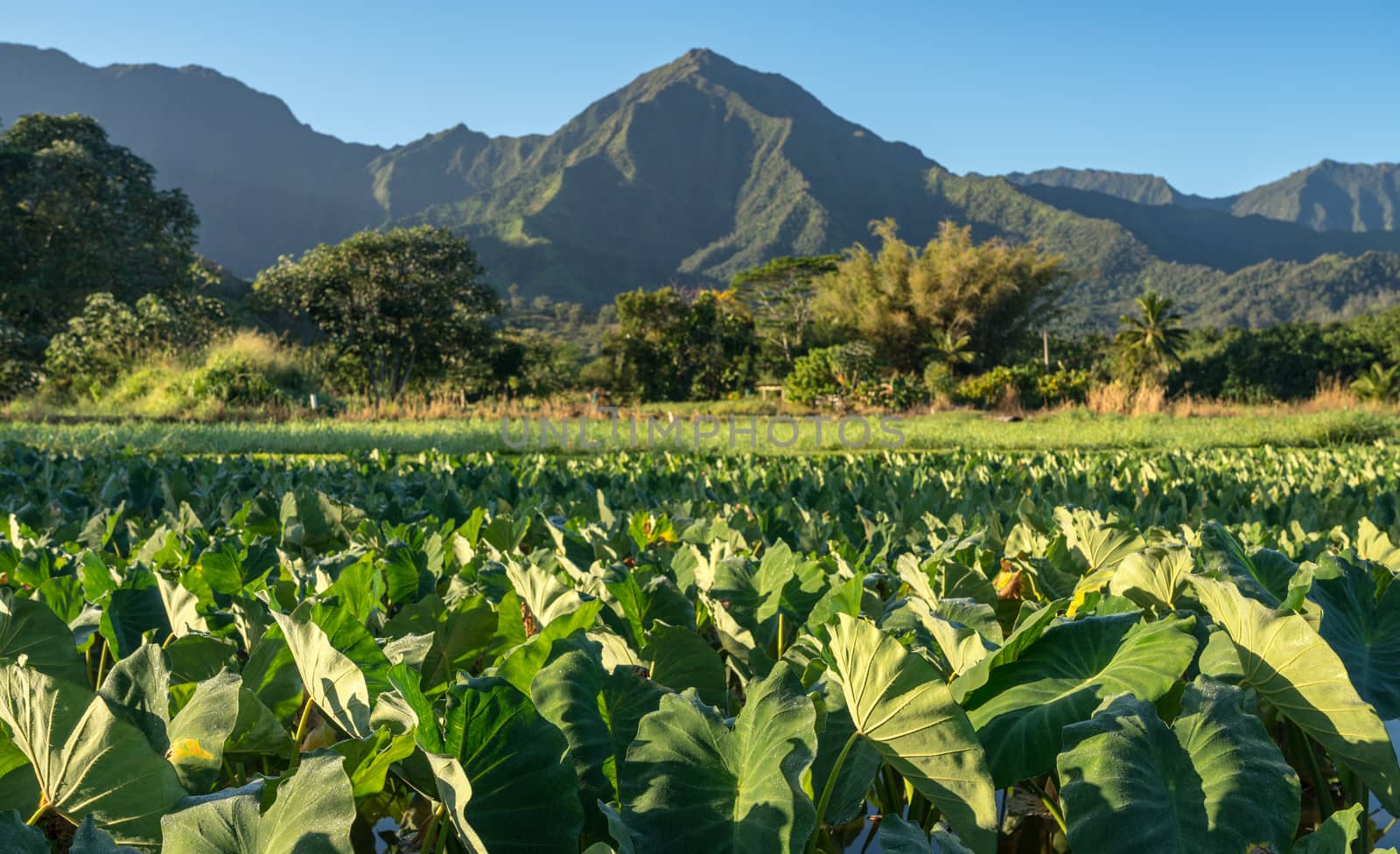 Close up on Taro plans in Hanalei valley with Na Pali mountains behind in Kauai