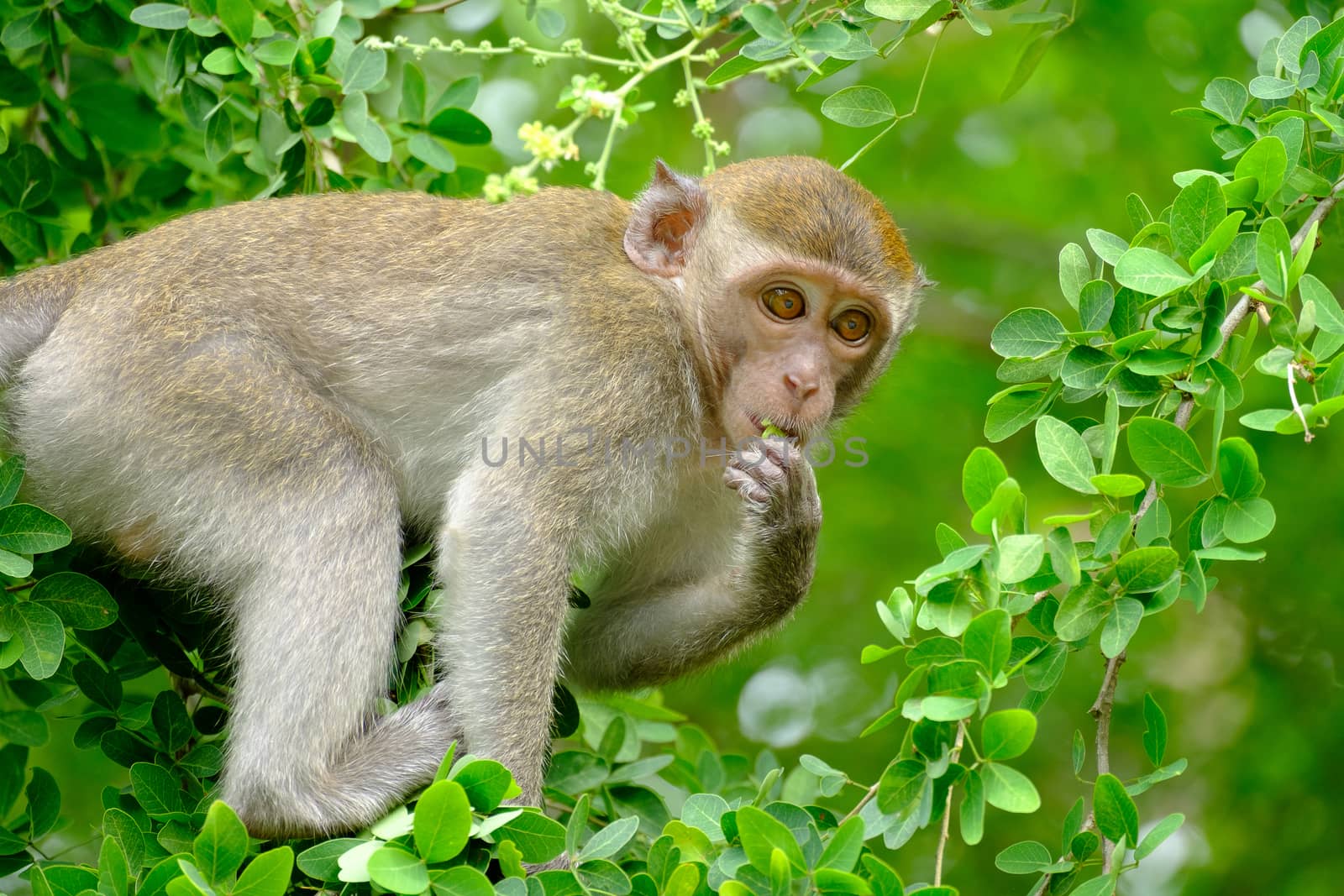 Monkey is eating leaf and sitting on a tree , lives in a natural forest of Thailand.