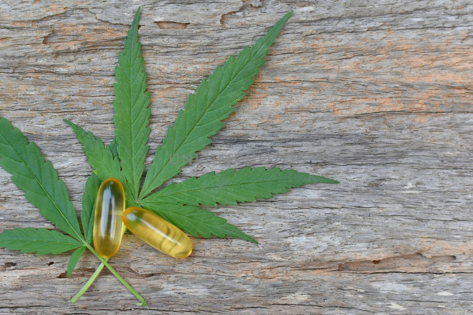 Medical Marijuana, Capsule of CBD hemp oil and cannabis leaves on wooden background. Medical concept Researching hemp leaves and hemp oil Using oil as a treatment herb. Selected focus