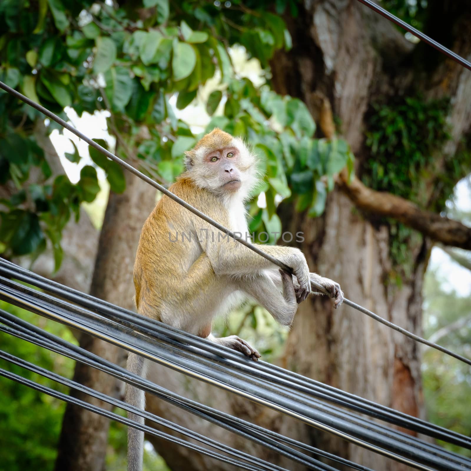 Monkey sitting on a pole, Look forward
