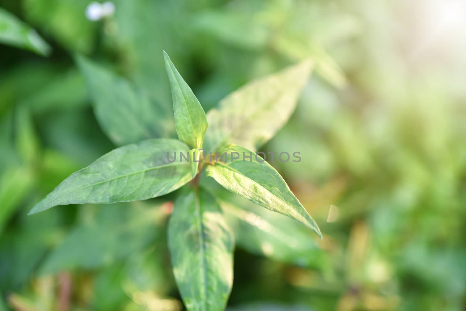 The leaves of Persicaria odorata (Polygonum odoratum Lour) in mo by C_Aphirak