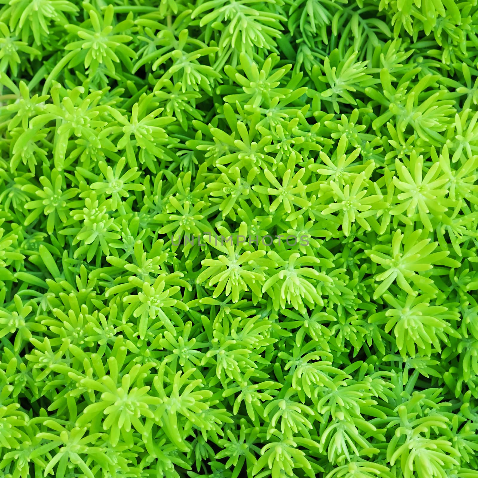 close-up top view background of Beautyful ferns leaf green foliage in the garden, Thailand.