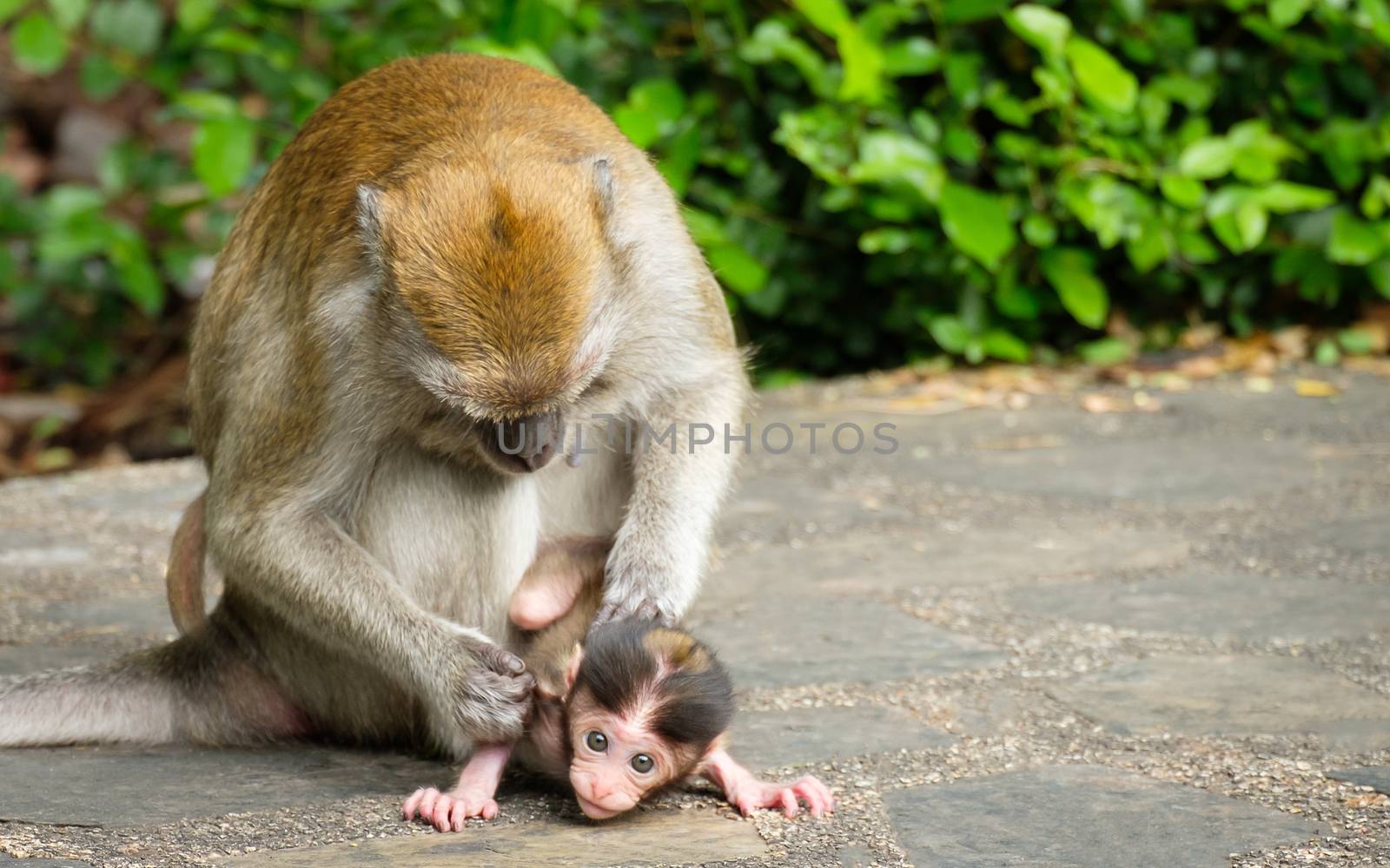 Mother find lice and 
tick for baby monkey, Expression of love on the floor, lives in a natural forest of Thailand, with space to write.