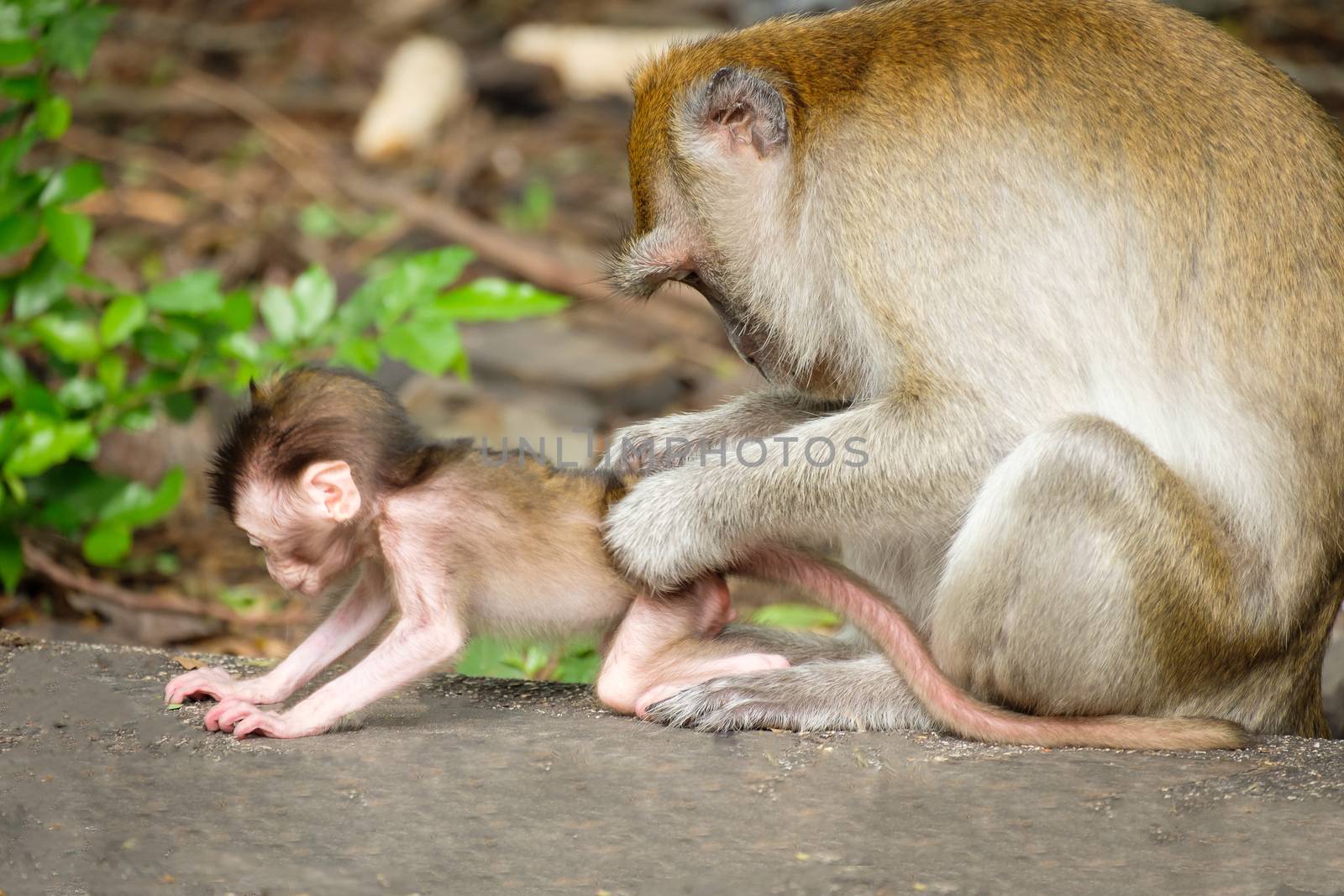 Mother find lice and 
tick for baby monkey  Expression of love on the floor, lives in a natural forest of Thailand.