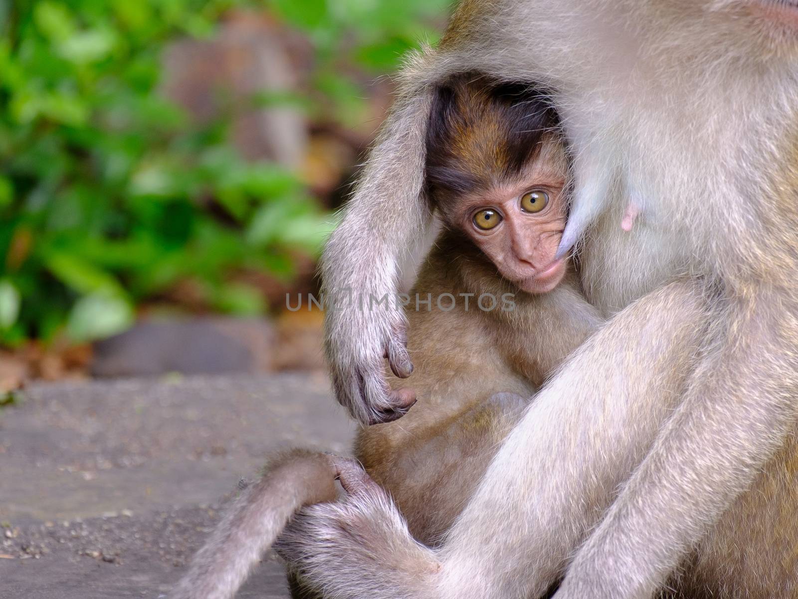 Monkey baby being breast-fed And look forward Show the love ties, With space to write.