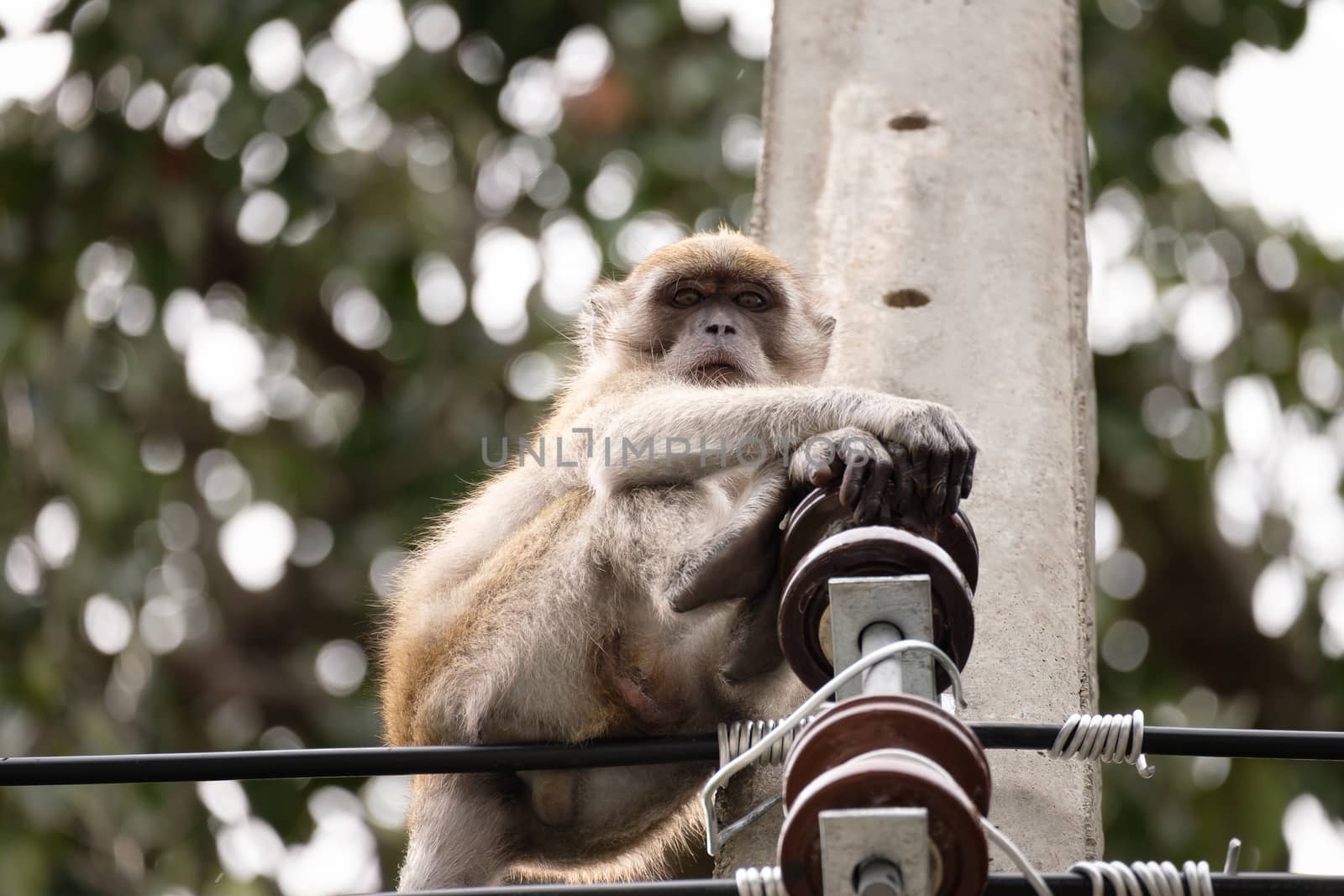 Monkey sitting on a pole