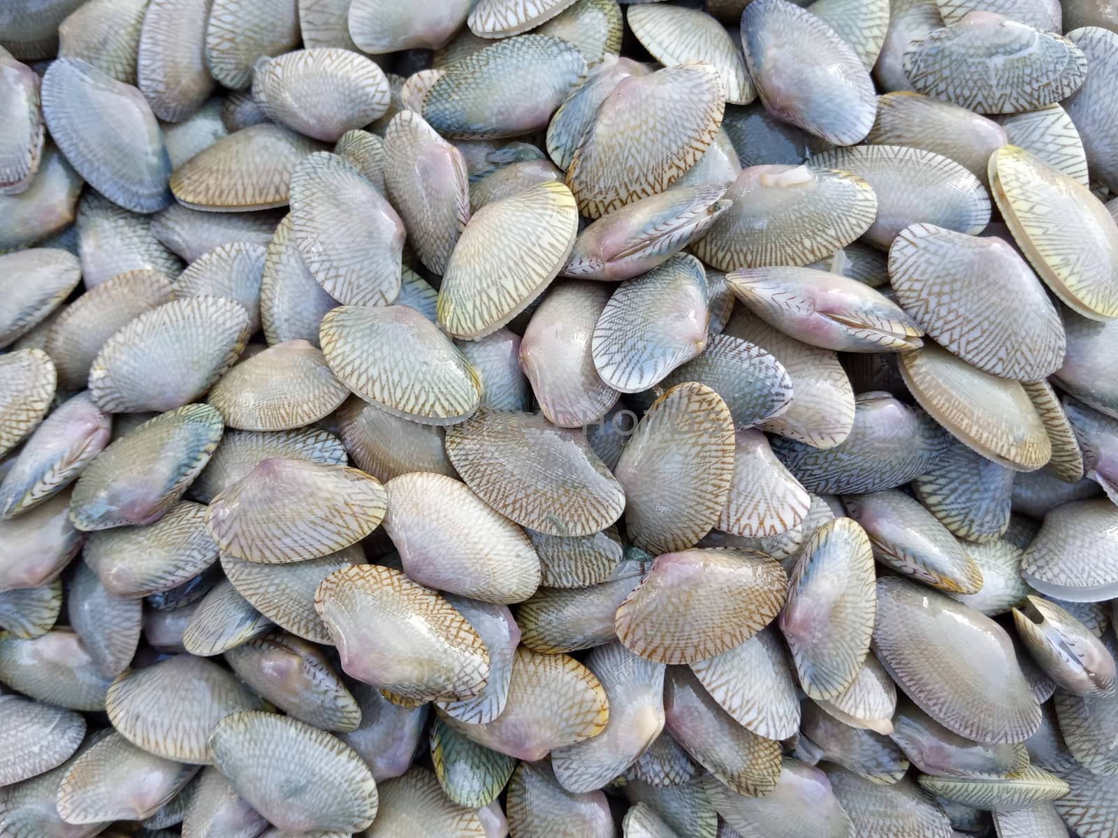 Fresh clams selling at the seafood supermarket.