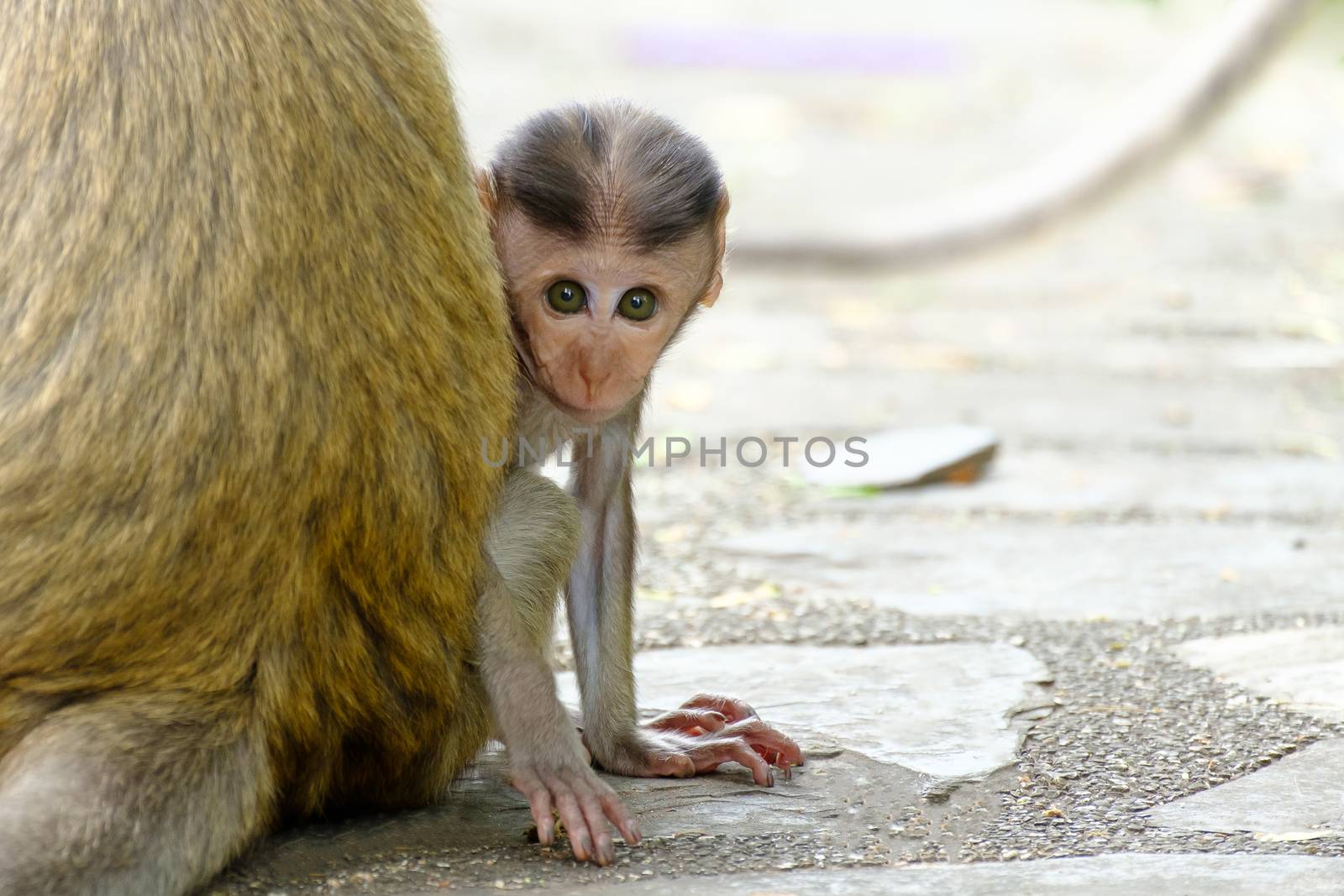 Eyes baby monkey looking straight forward.