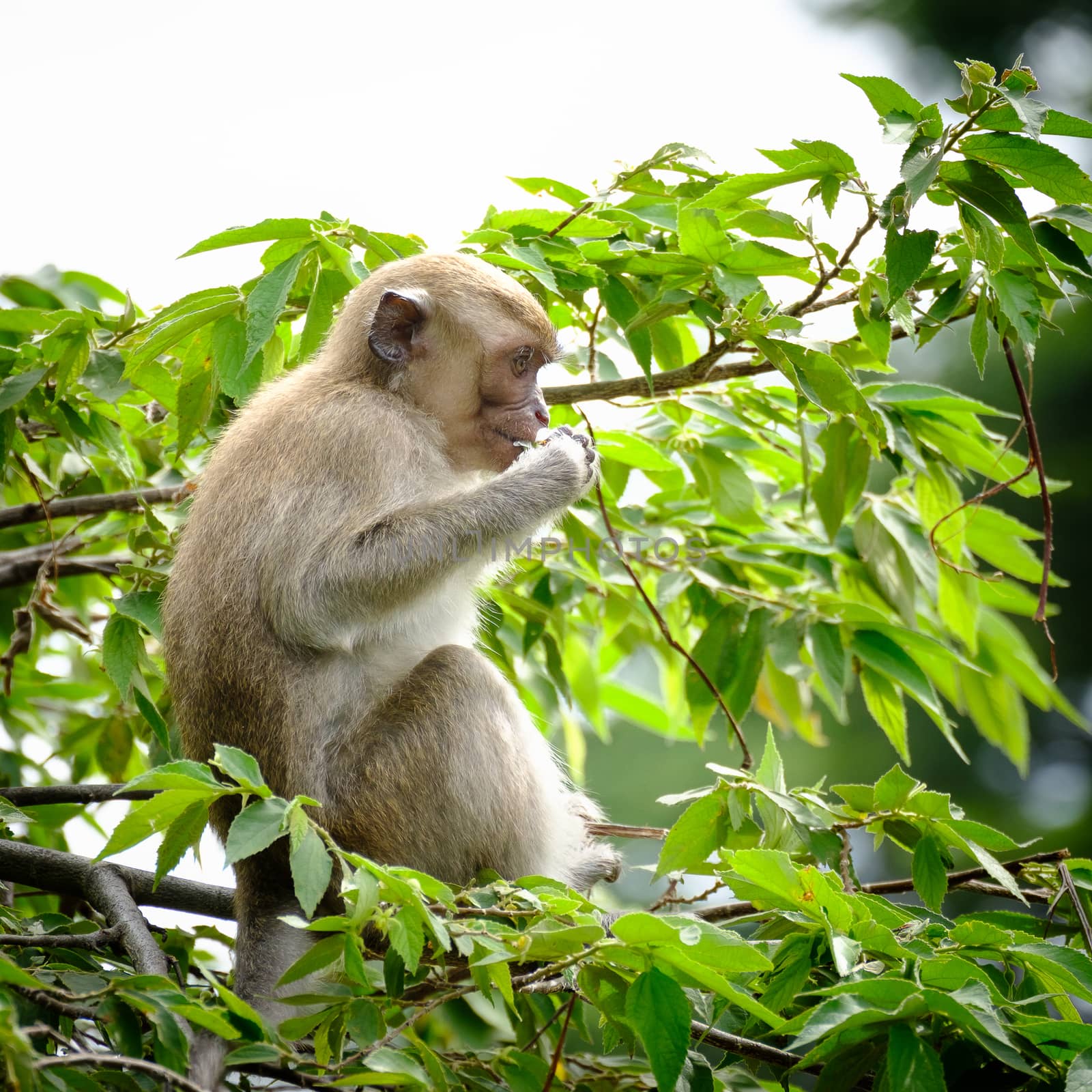 Monkey sitting on a tree, lives in a natural forest of Thailand.