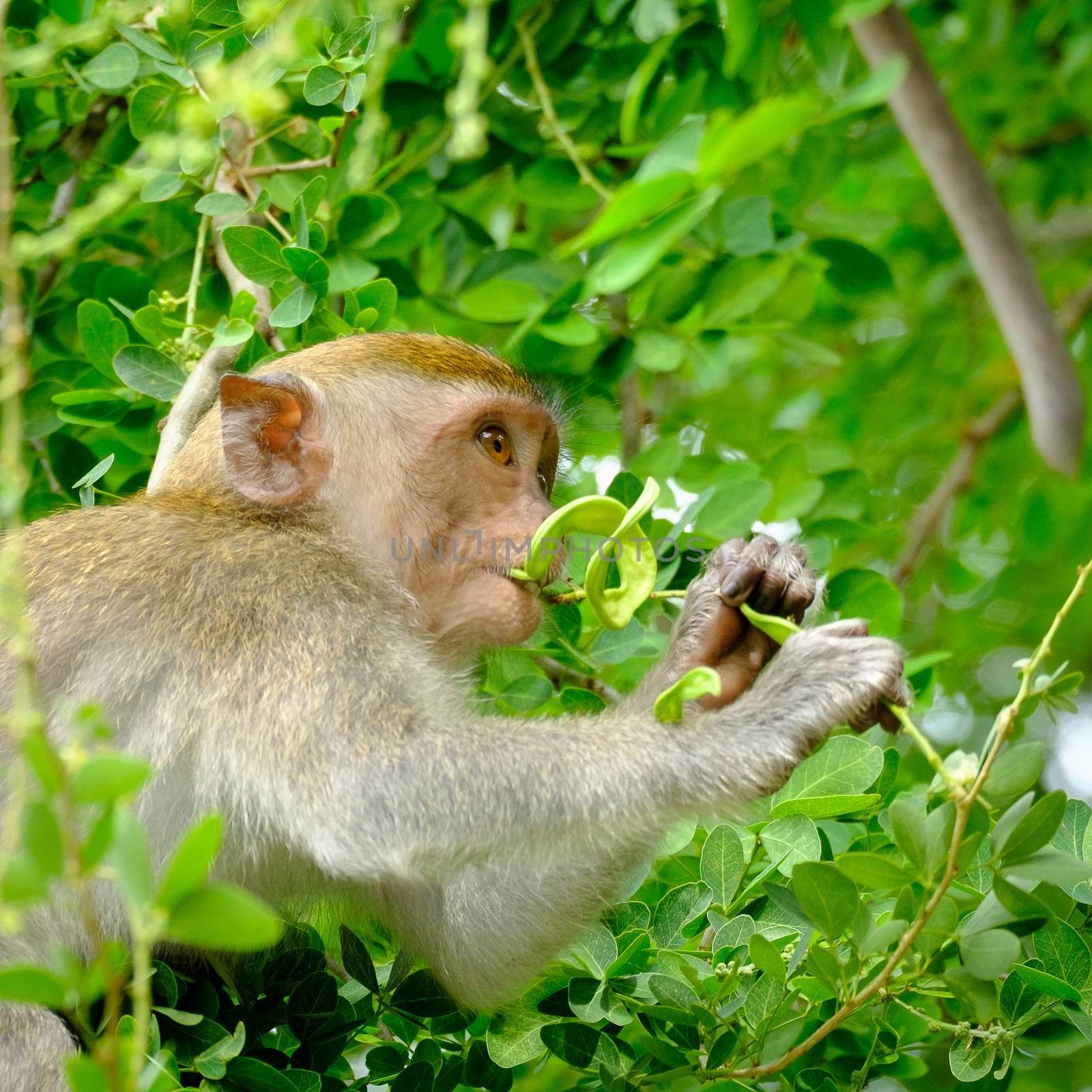 Monkey is eating leaf and sitting on a tree with bokeh trees background lives in a natural forest of Thailand.