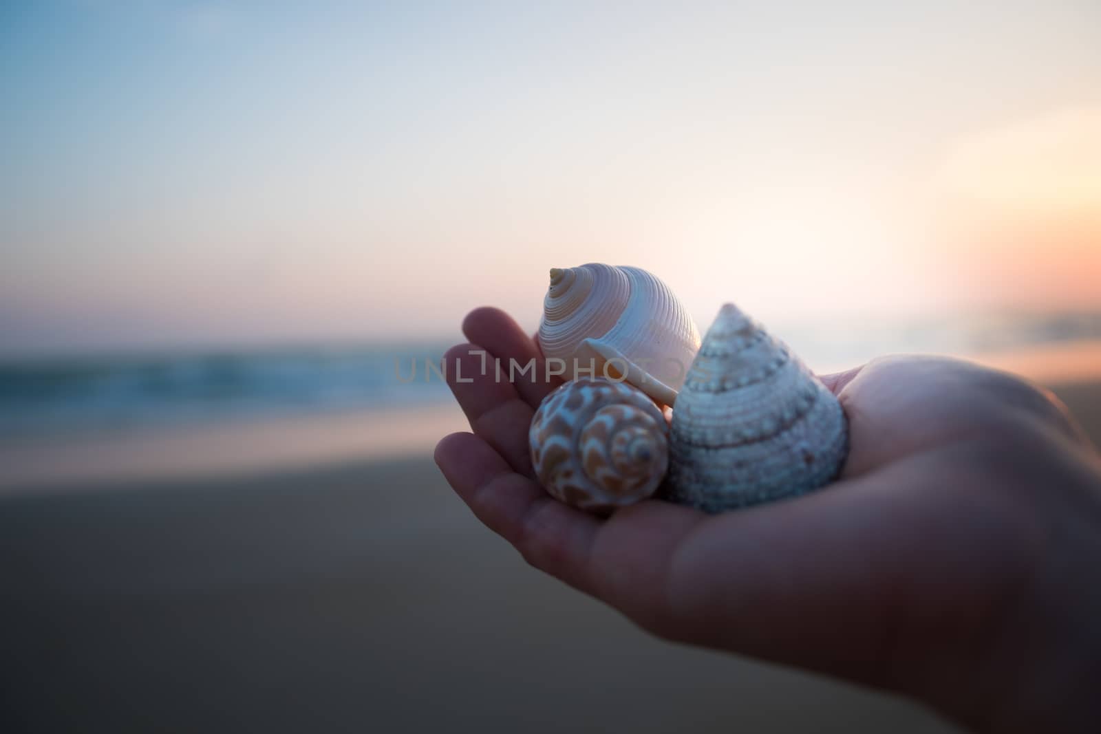 Three Conch shell on woman's hands by feelartfeelant