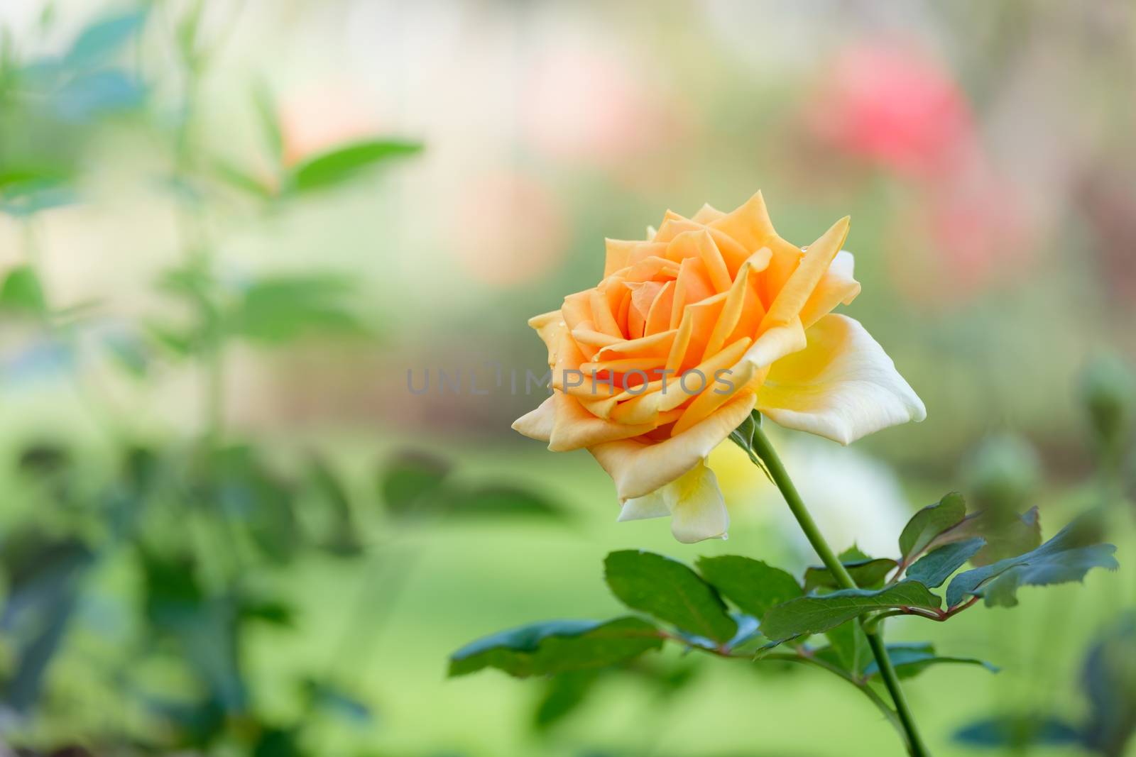 Orange yellow roses in the garden, Chiang mai Thailand.