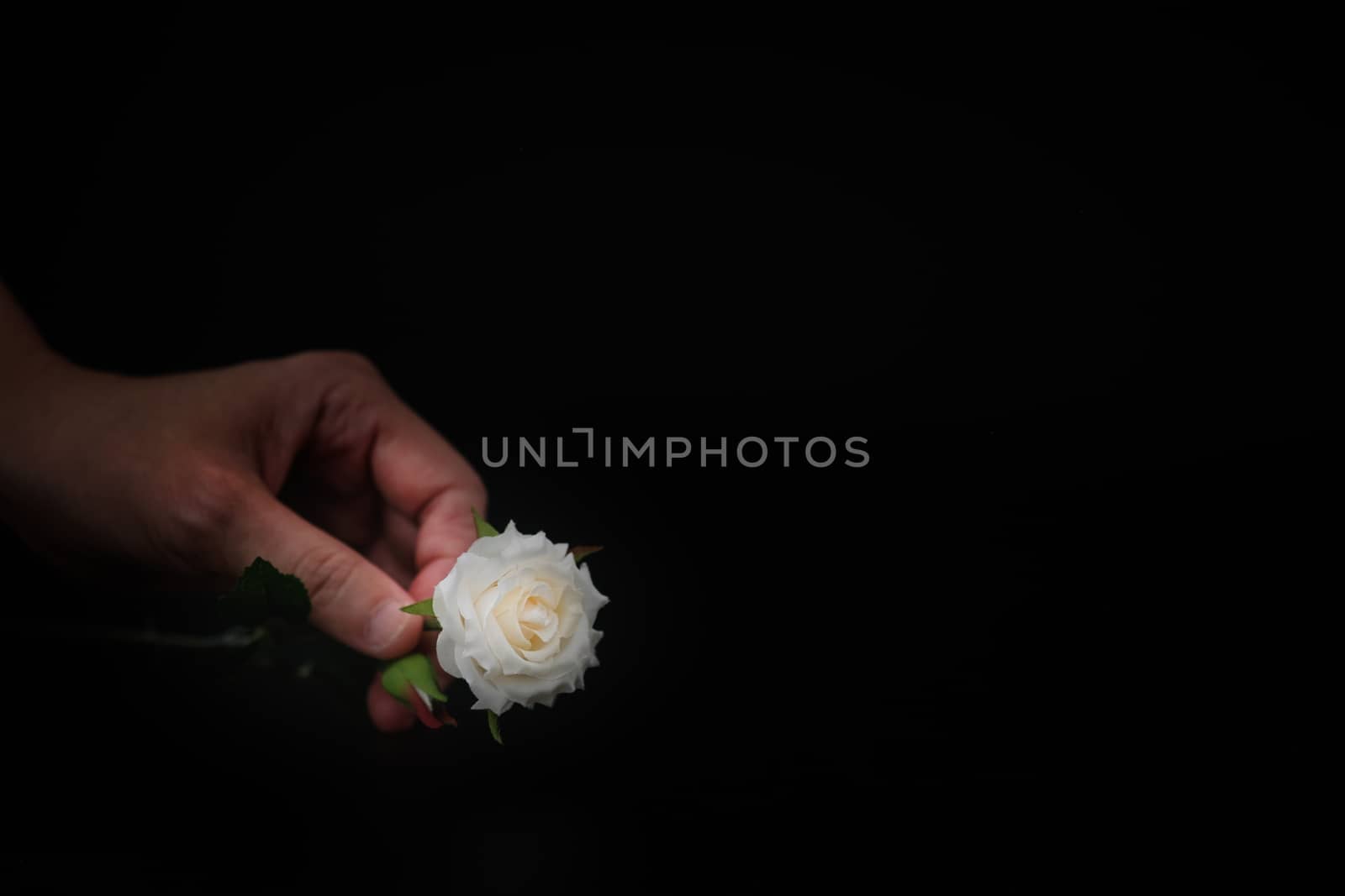 Still life with flower in hand on black background, Choose a focal point, copy space for write.