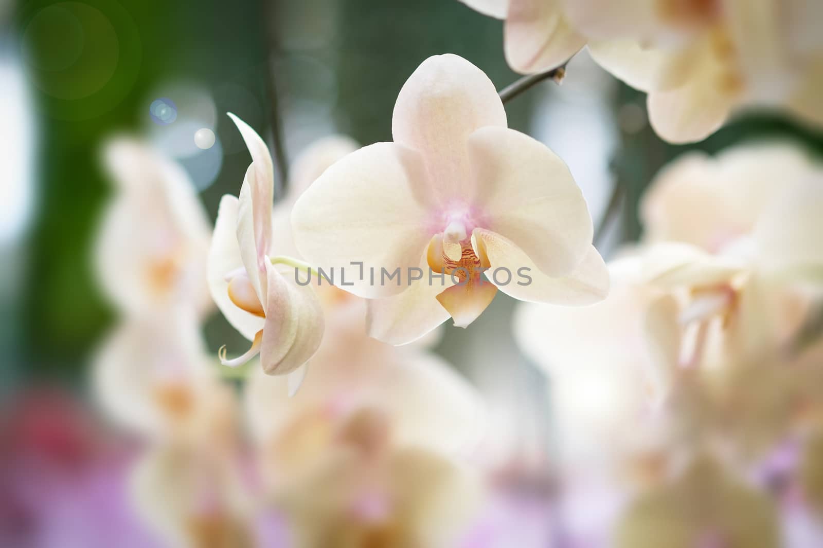 Beautiful orchid flower with natural background, Select the focus and blur, Make Lens Flare.