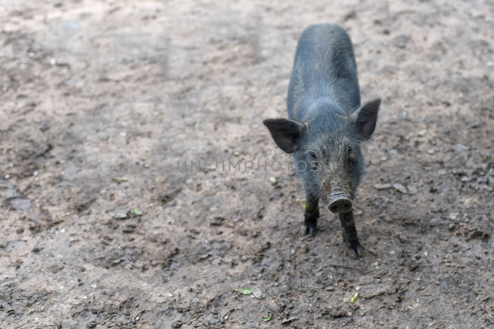 Wild boar. close-up piggy. portrait of a cute pig. Baby pigs in cute posture. Pig indoor on a farm yard in Thailand. swine in the stall. Nature and animals lively concept. Selected focus. copy space