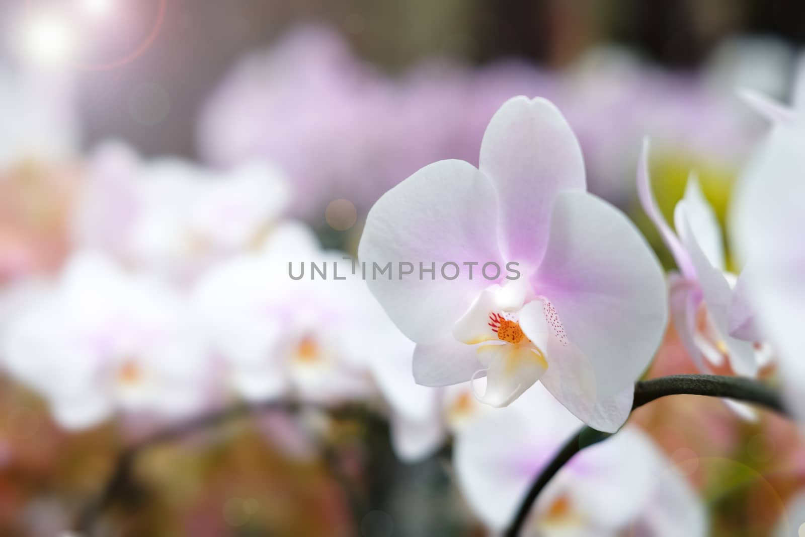 Beautiful orchid flower with natural background, Select the focus and blur, Make Lens Flare.