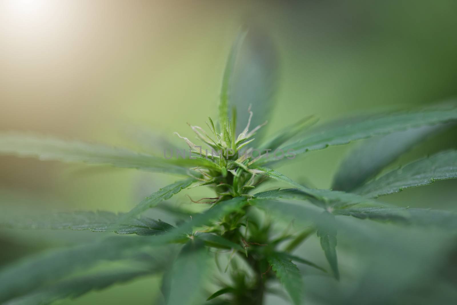 flowering marijuana plant. Medical cannabis flowering Bright green.  shot with macro lens. Hashish, hemp medical Lush, green ganja plant. High THC and CBD. Selective Focus.