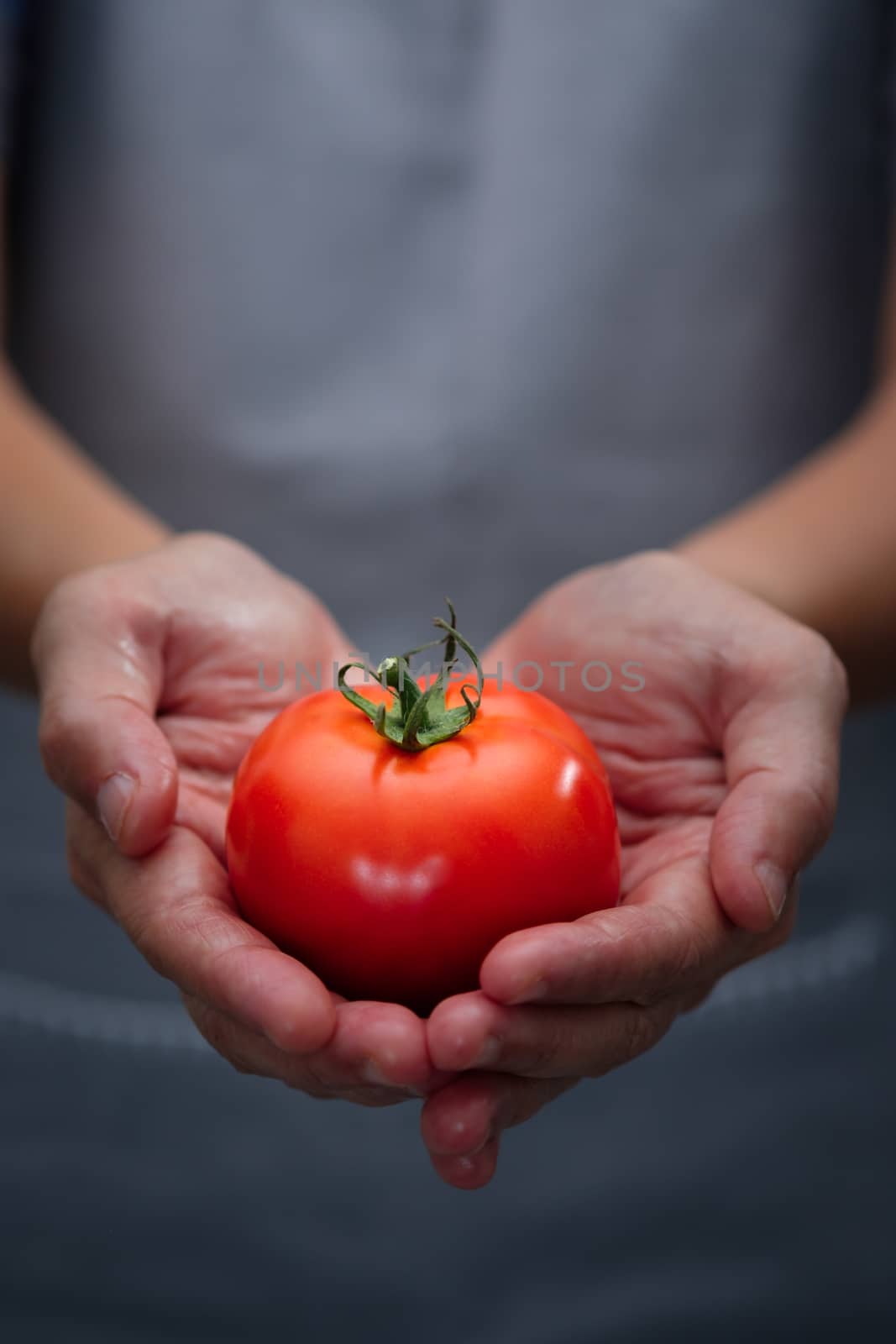 Farmer hands have ripe red tomatoes. Choose focus point. Good health concept.  Vertical picture style.