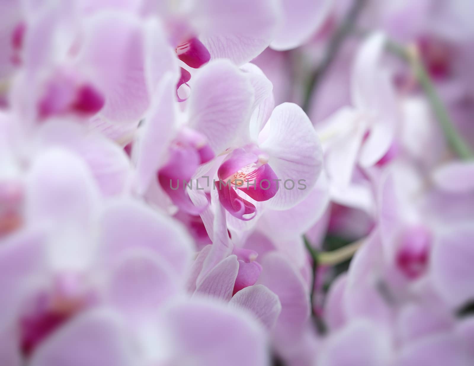 Beautiful orchid flower with natural background, Select the focus and blur.