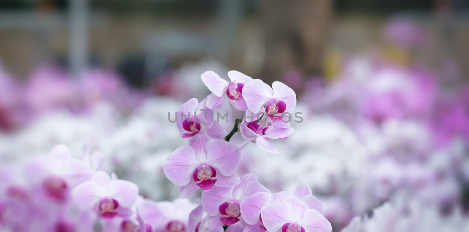 Beautiful orchid flower with natural background, Select the focus and blur.