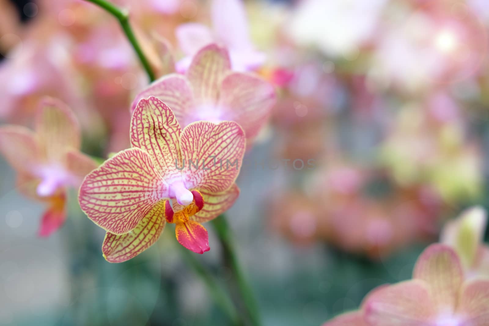 Beautiful orchid flower with natural background, Select the focus and blur, Make Lens Flare.