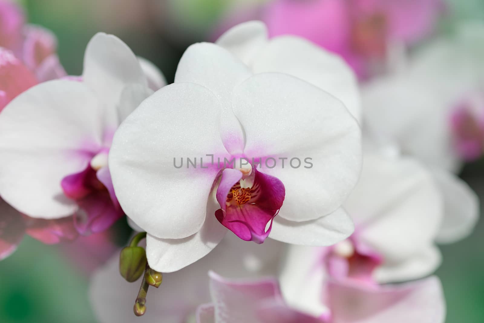 Beautiful orchid flower in Morning sun with natural background, Select the focus and blur.