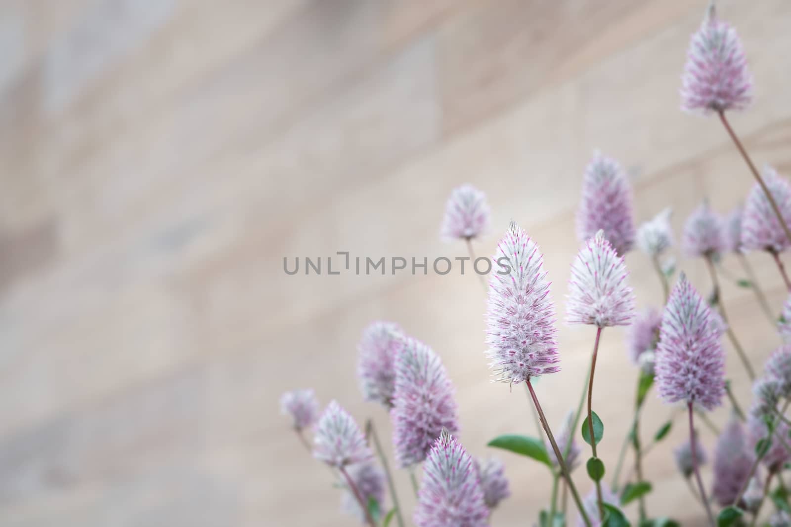 Beautiful purple flower with wooden background, Select the focus and blur, Copy space to write.