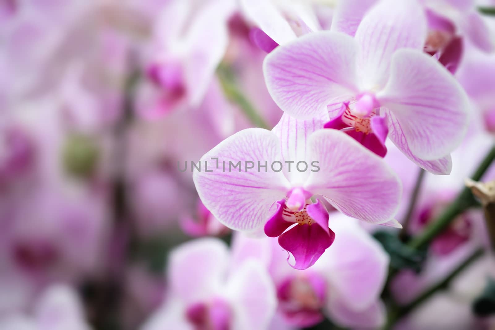 Beautiful orchid flower with natural background, Select the focus and blur.