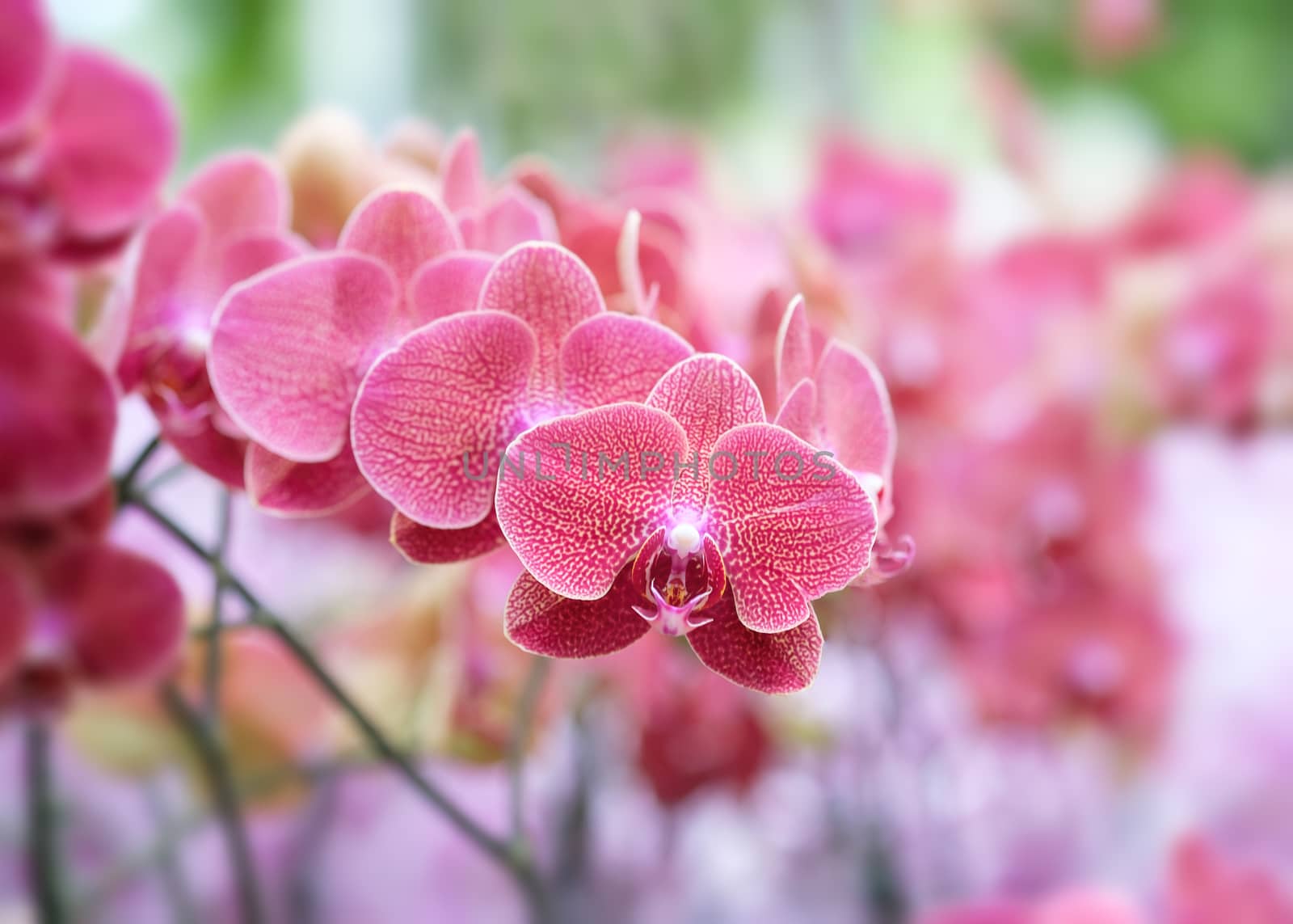 Beautiful orchid flower with natural background, Select the focus and blur.