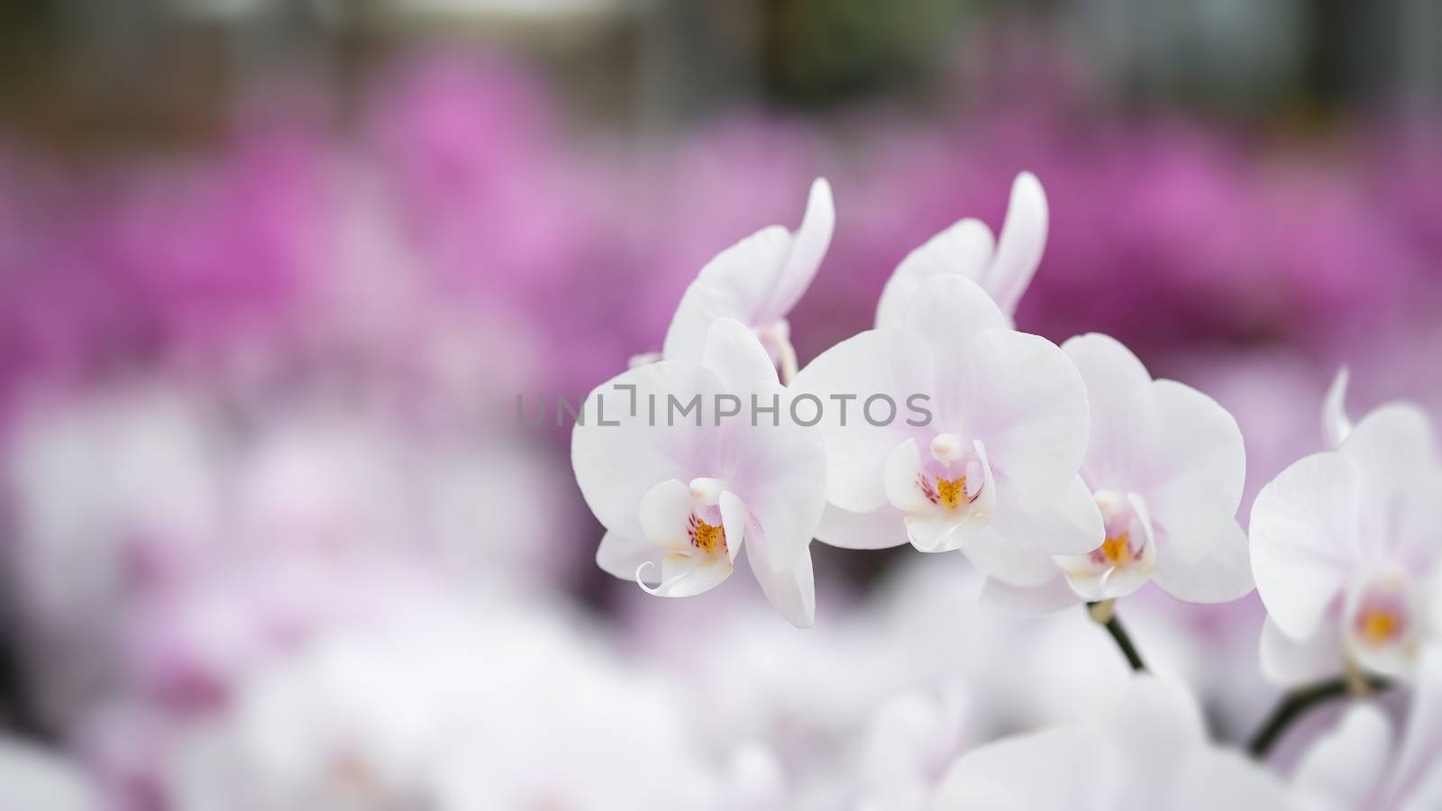 Beautiful orchid flower with natural background, Select the focus and blur.