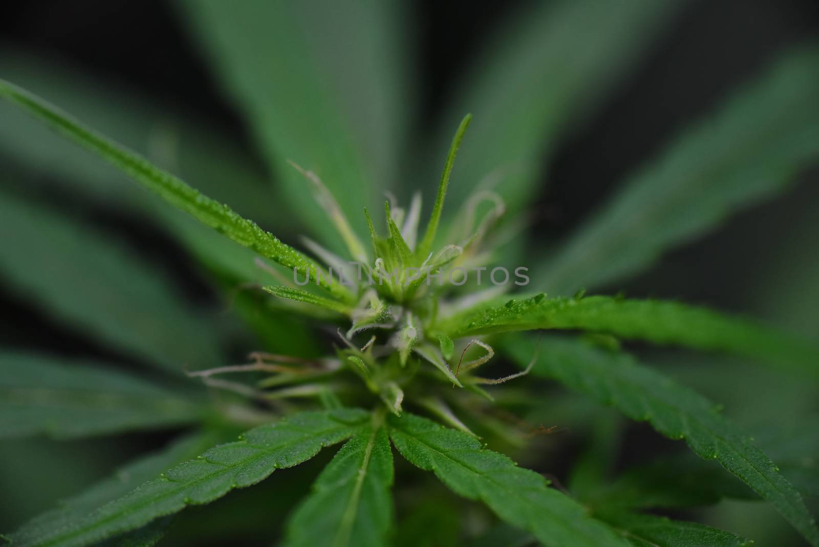flowering marijuana plant. Medical cannabis flowering Bright green.  shot with macro lens. Hashish, hemp medical Lush, green ganja plant. High THC and CBD. Selective Focus.