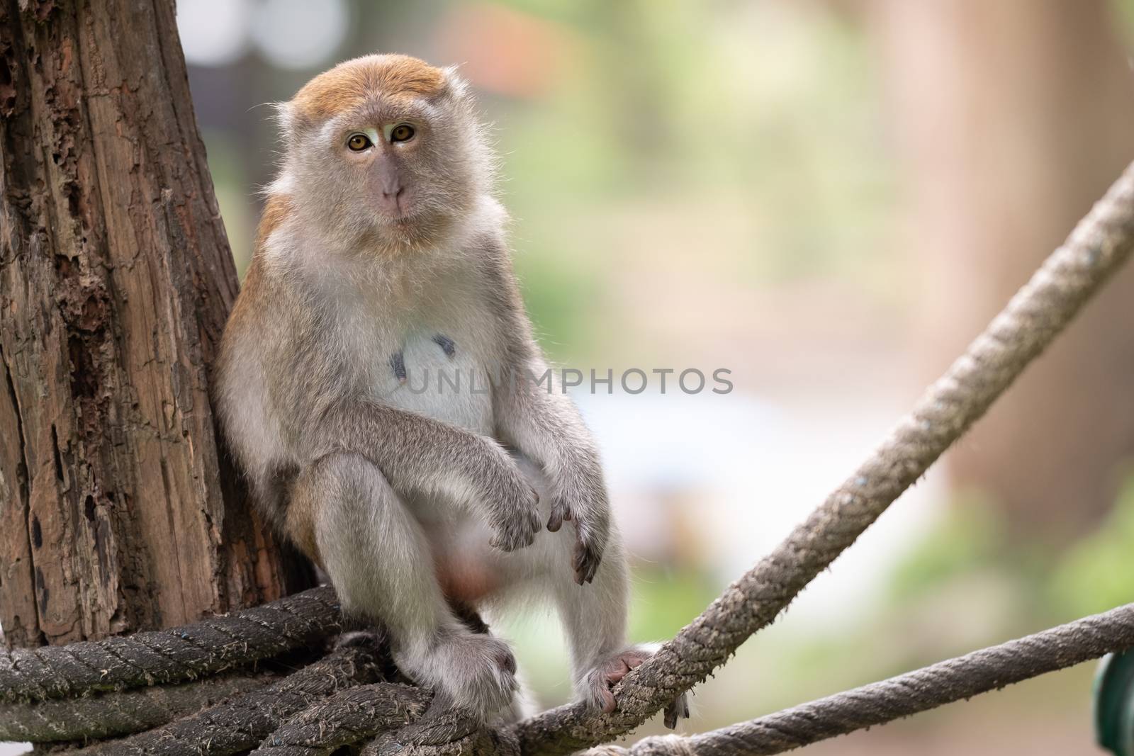 A cute monkey lives in a natural forest of Thailand by feelartfeelant