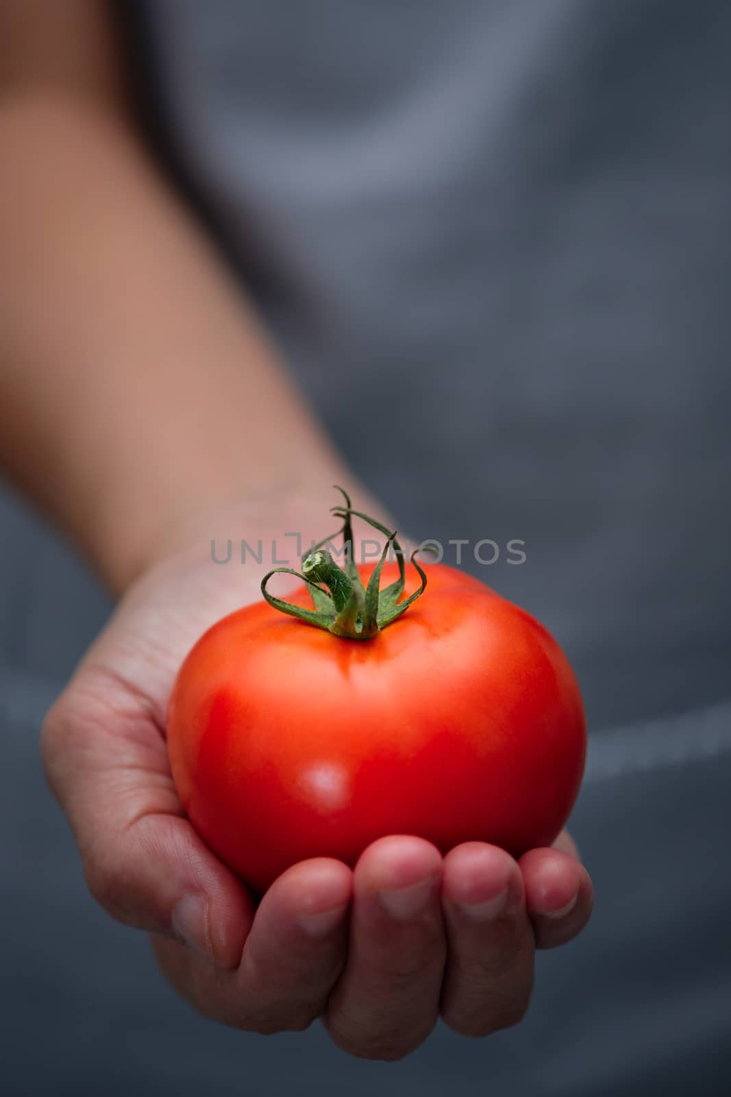 Farmer hands have ripe red tomatoes. Choose focus point. Good health concept.  Vertical picture style.