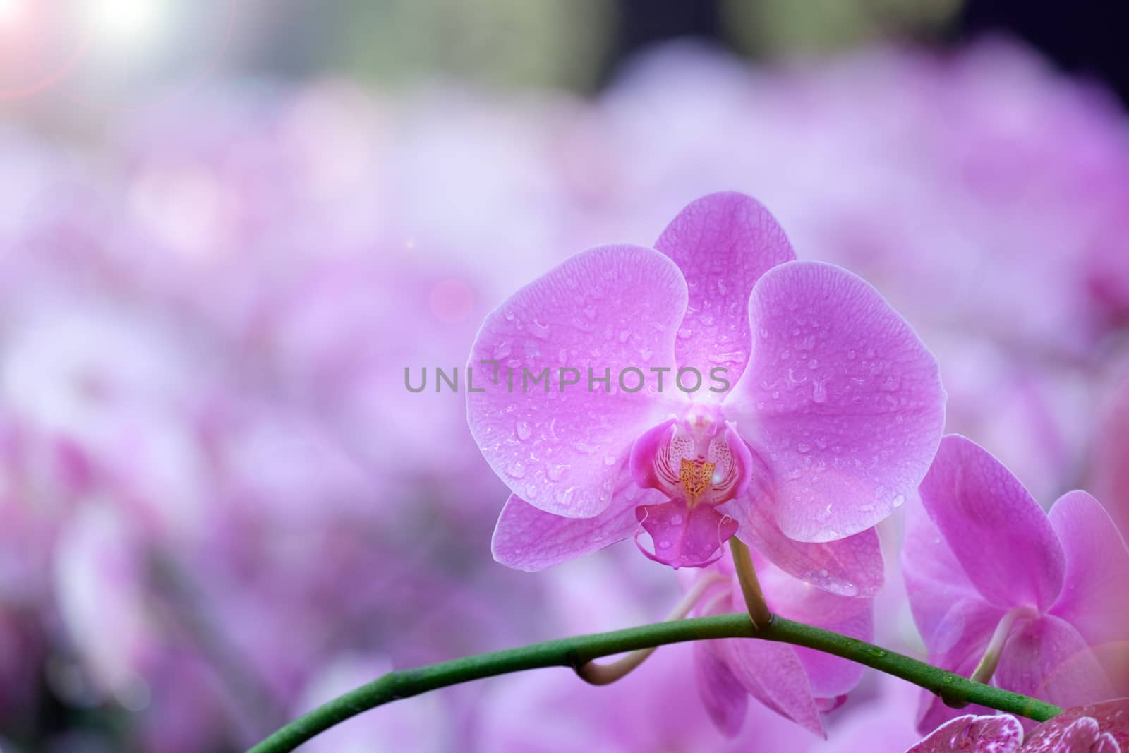 Beautiful orchid flower in Morning sun with natural background, Select the focus and blur, Make Lens Flare.