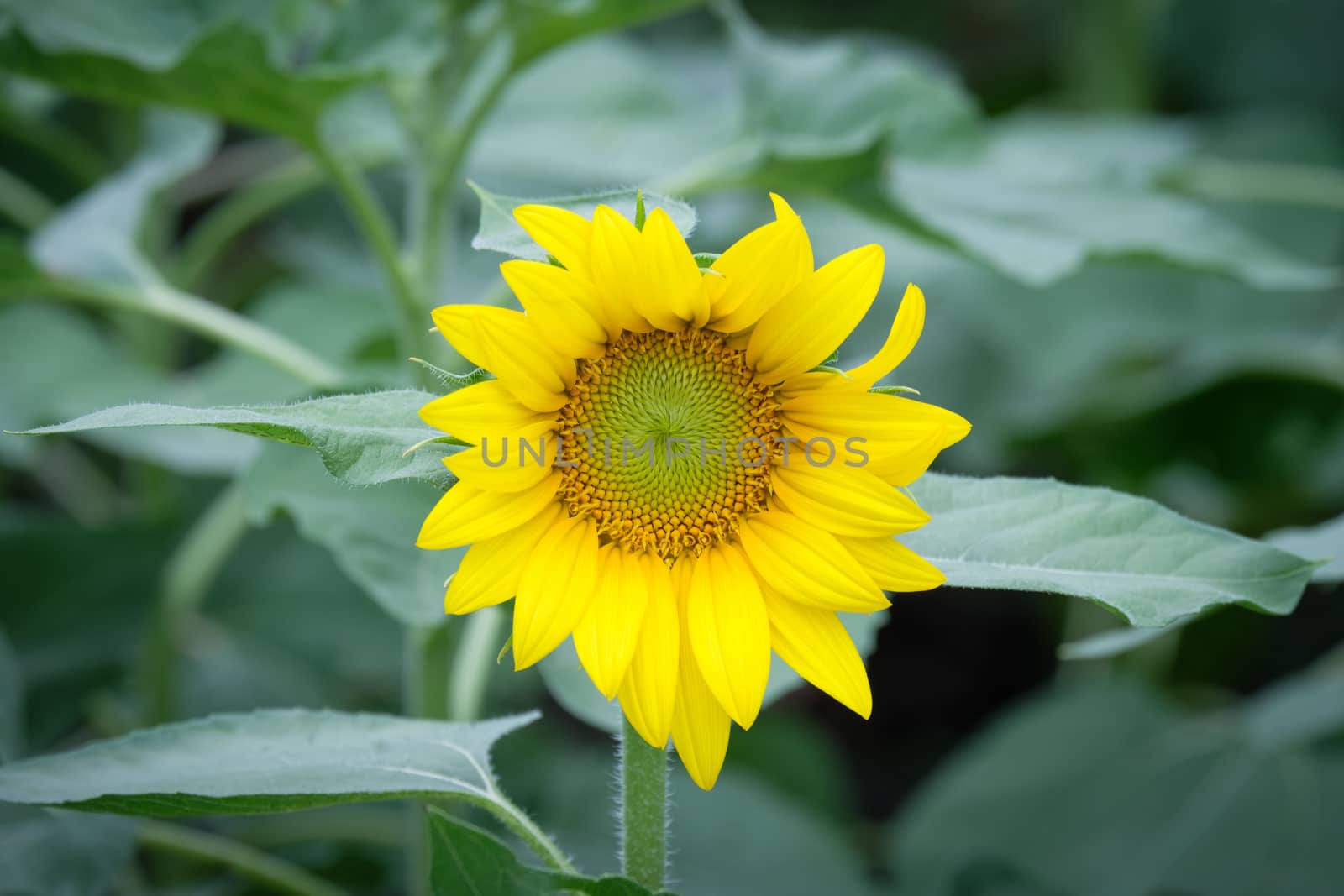 Sunflower in the garden, Helianthus annuus