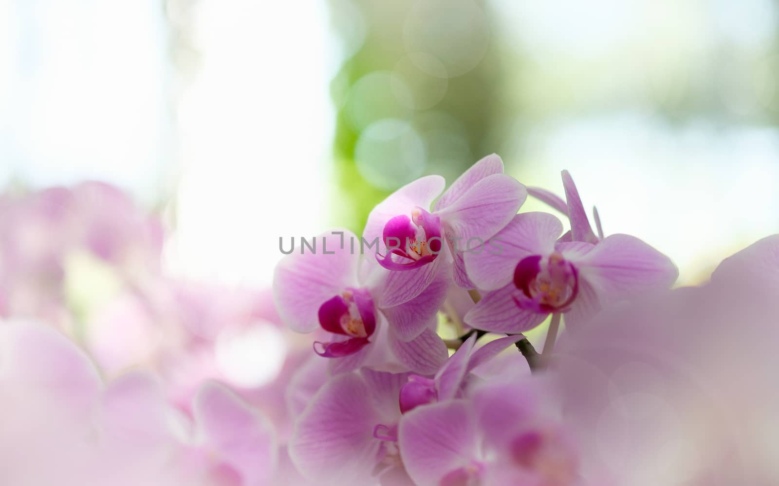orchid by feelartfeelant