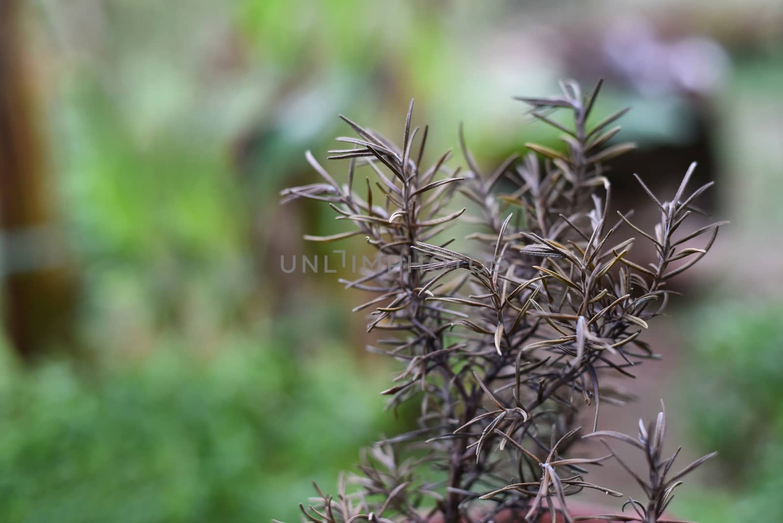 Dry dead Rosemary plant and shriveled Brown leaves. Concept of planting and caring for vegetable garden in the home garden. Selected focus