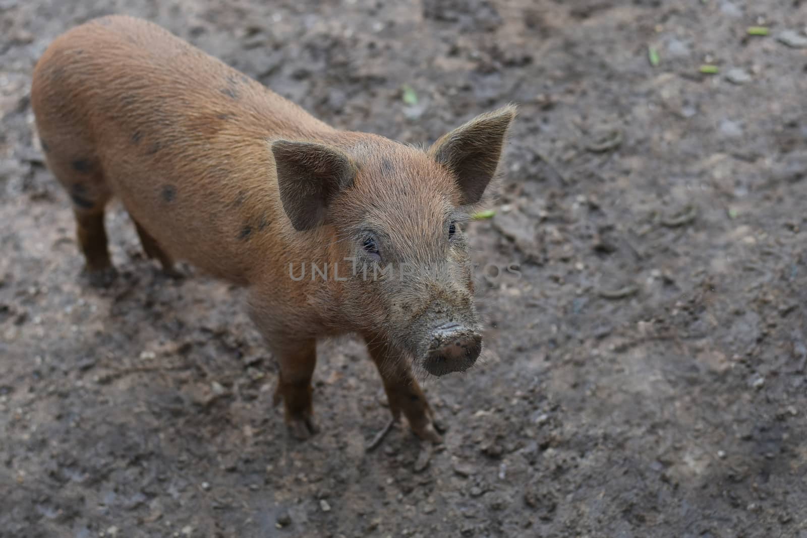Wild boar. close-up piggy. portrait of a cute pig. Baby pigs in cute posture. Pig indoor on a farm yard in Thailand. swine in the stall. Nature and animals lively concept. Selected focus
