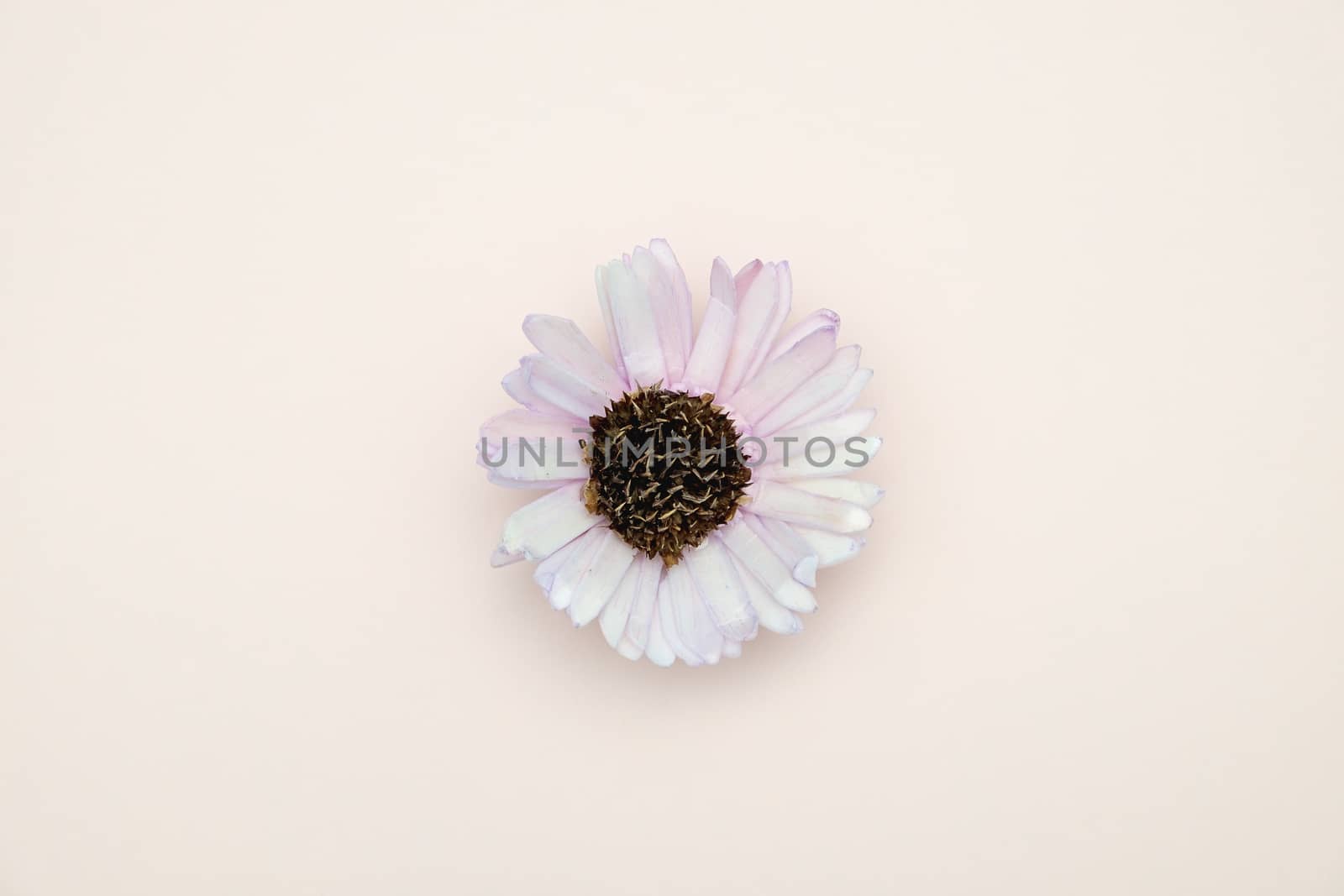 Flower on pink background with valentine concept.