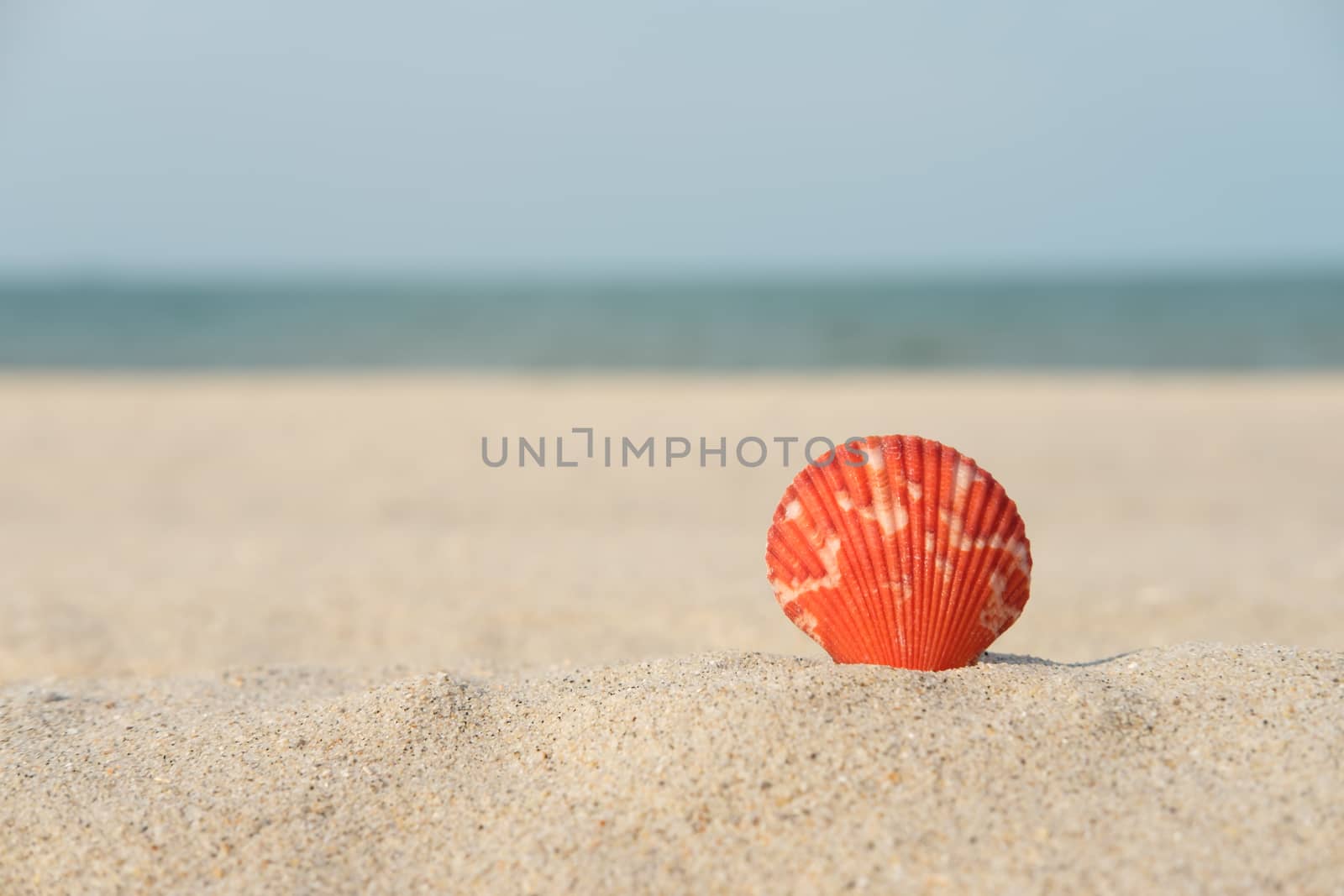 Orange shell on the sand with the turquoise sea background.