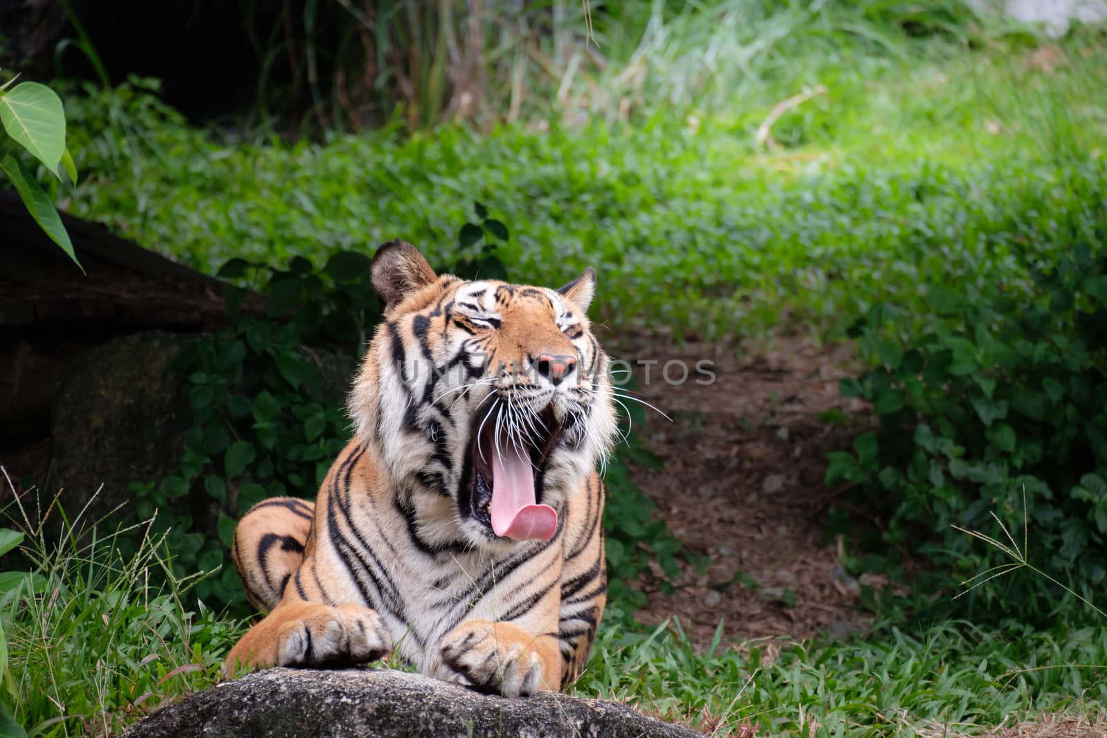 Tiger is yawning in the green forest.