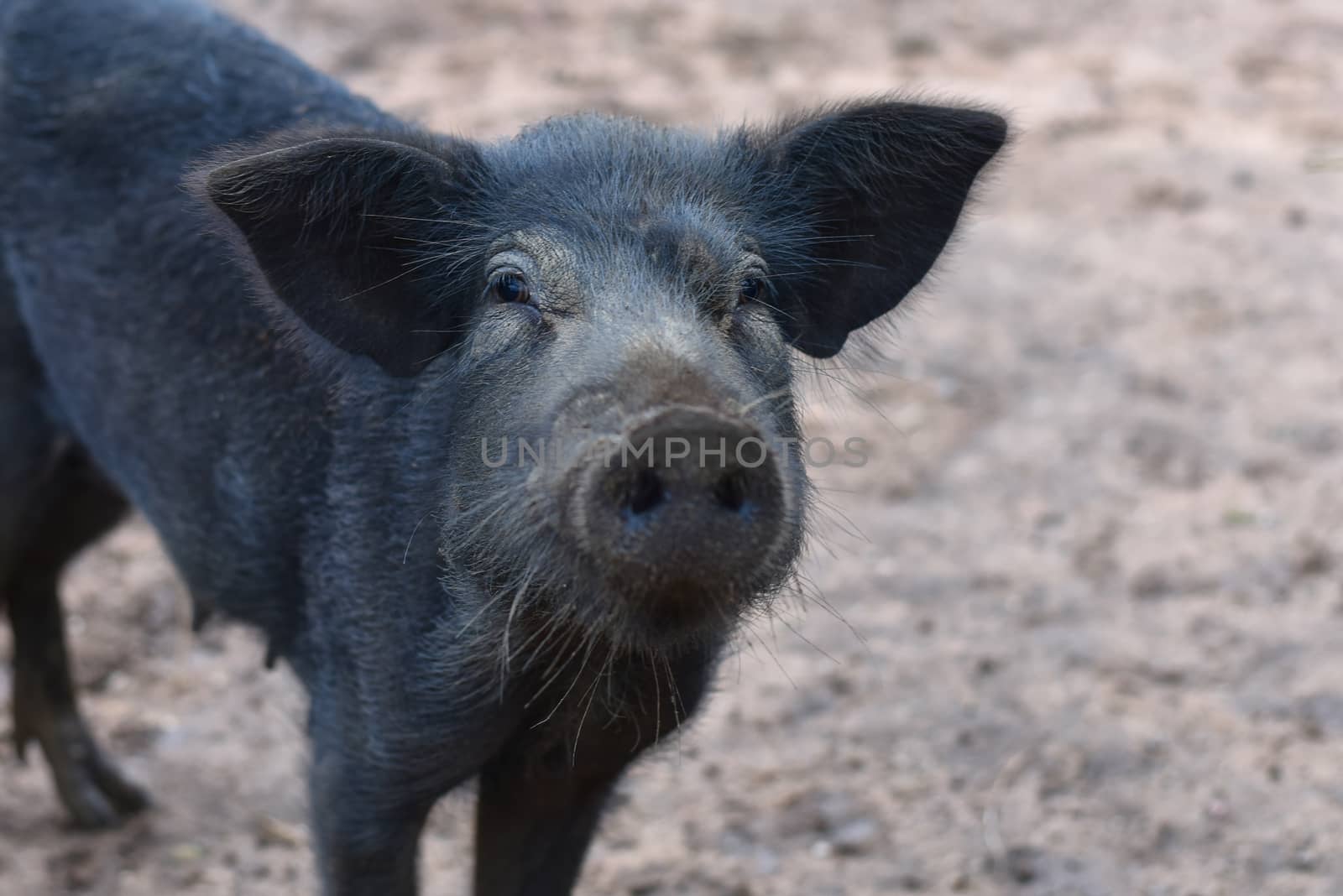 Wild boar (sus scrofa ferus) looking at camera. Wildlife in natural habitat. big boar looking for food , capital boar. Pig indoor on a farm yard in Thailand. Nature and animals concept. Selected focus
