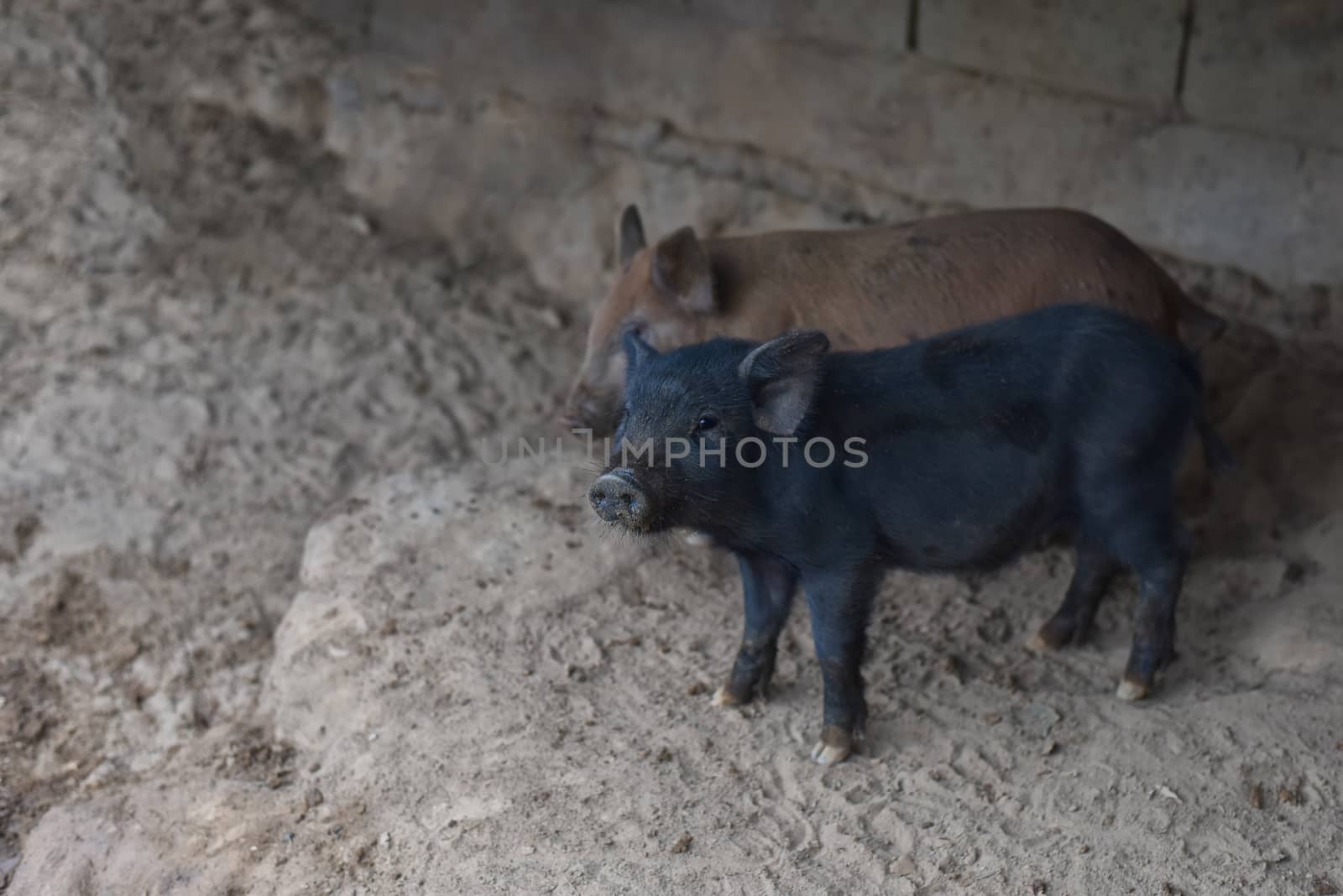 Wild boar. close-up piggy. portrait of a cute pig. Piglet is smiling. Pig indoor on a farm yard in Thailand. swine in the stall. Nature and animals lively concept. Selected focus