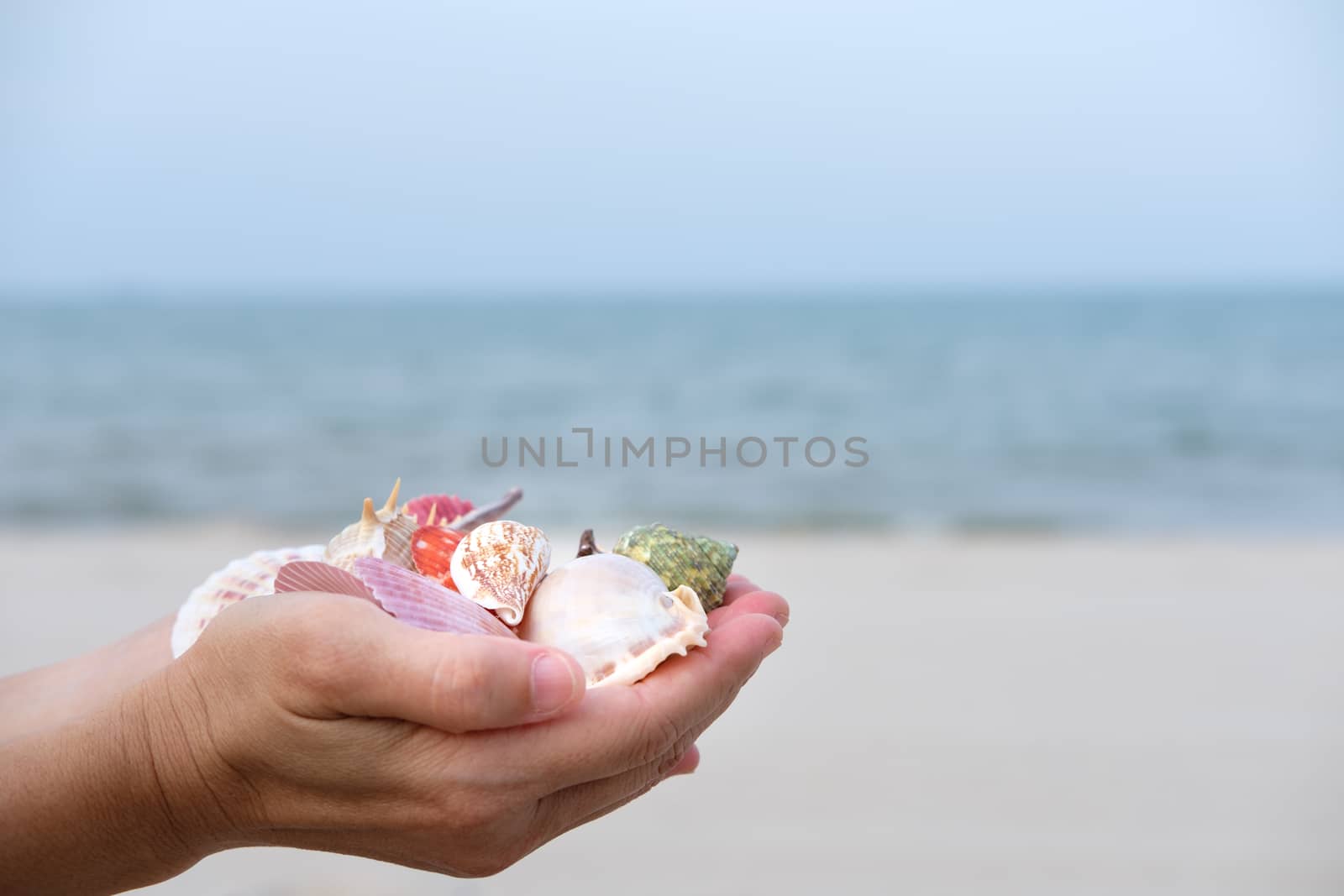 Many shells on woman's hands in sunset light.