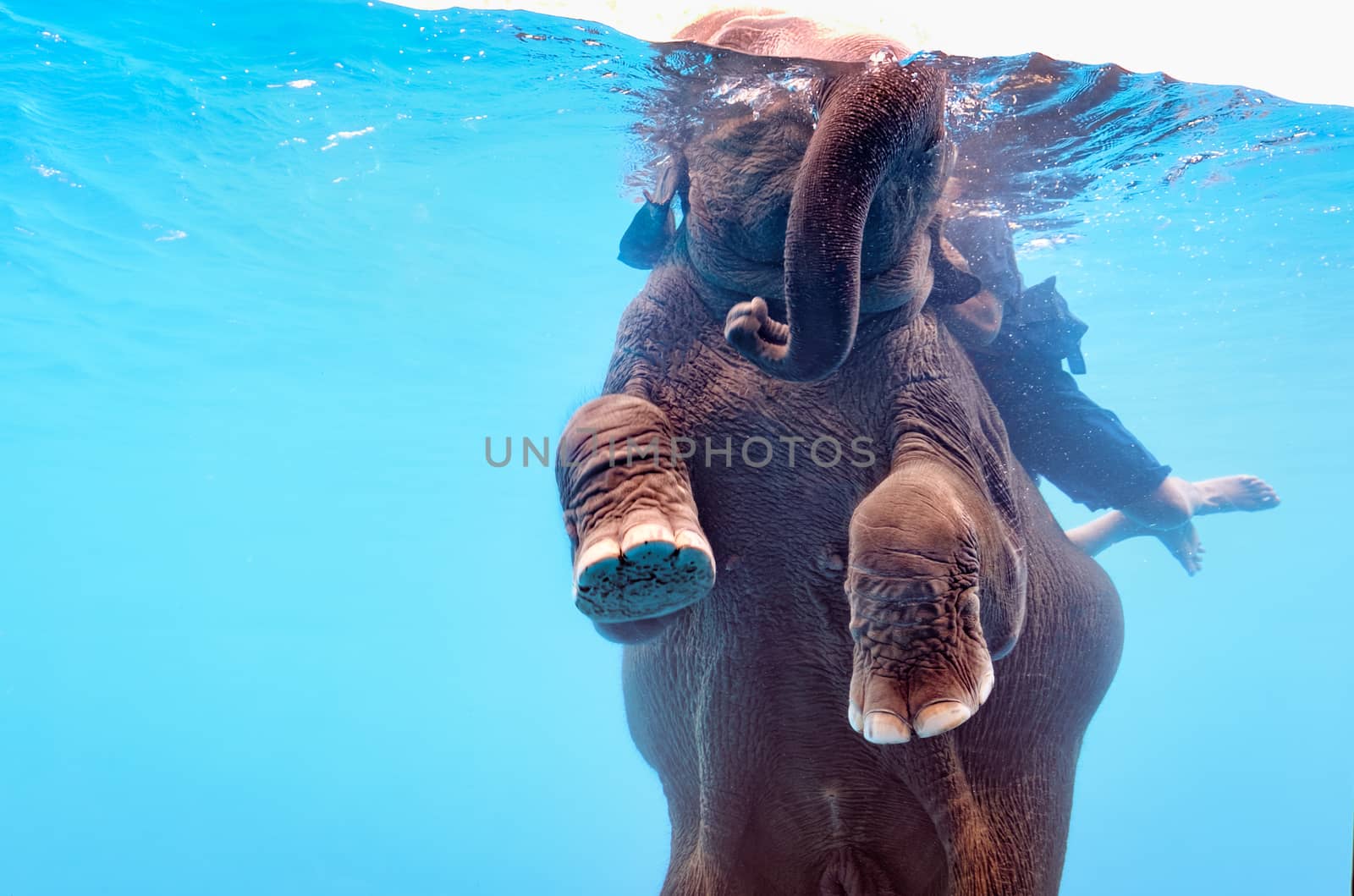 Elephant show swimming and blow the bubbles out of the trunk underwater in Thailand.