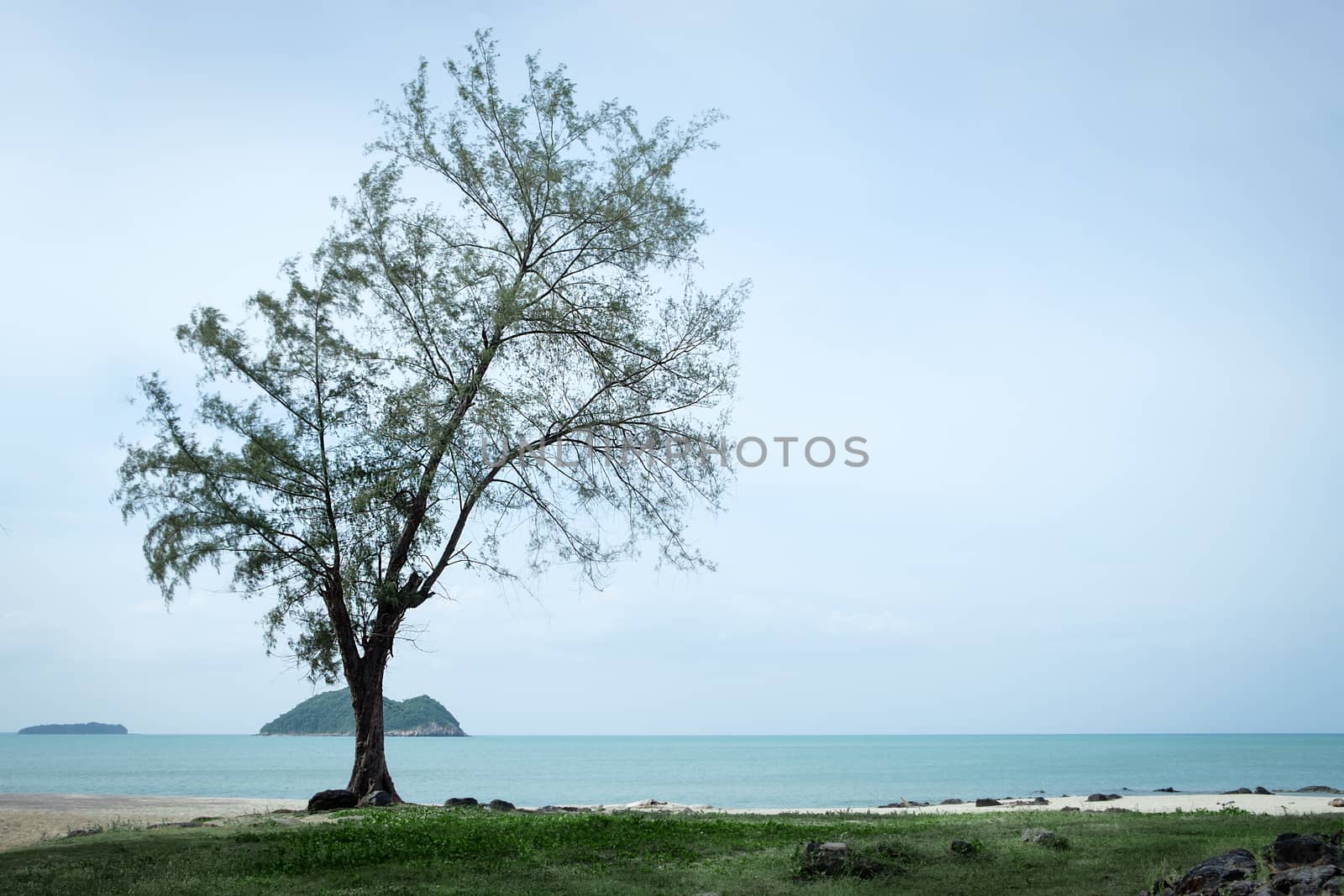 Tree by the sea background with copy space to write