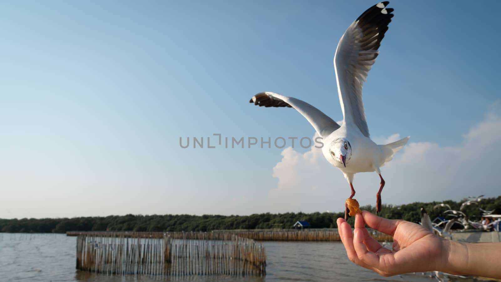 The hand of a woman who feeds the seagulls to eat by feelartfeelant