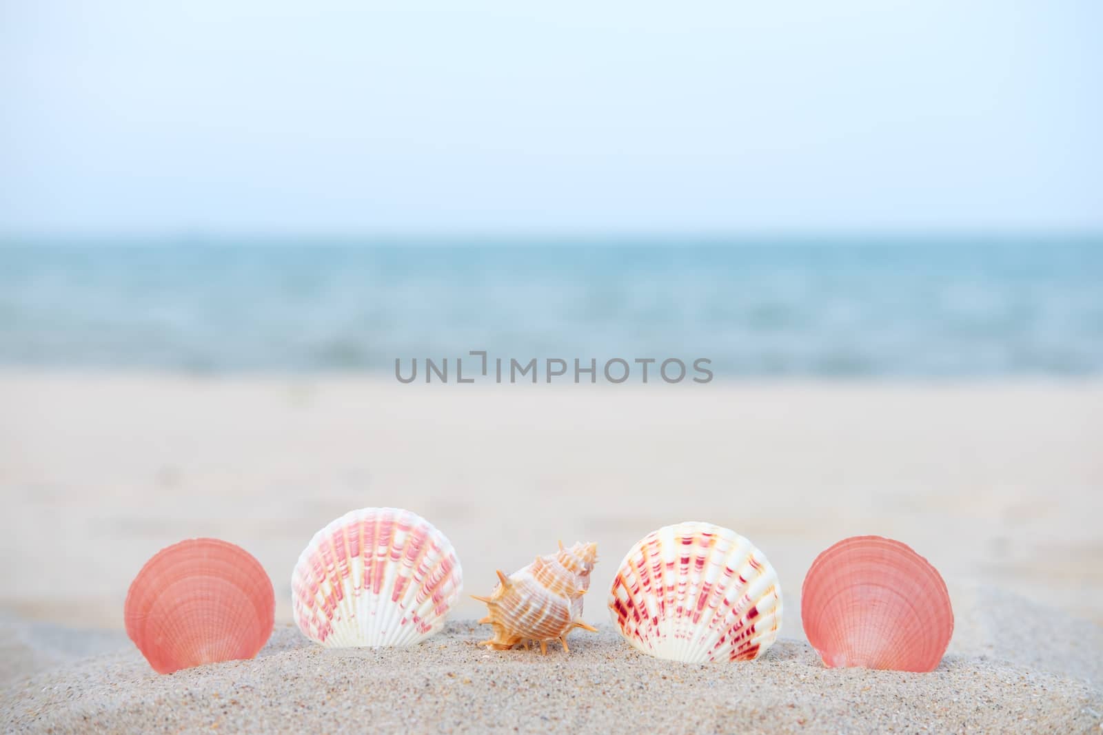 Shellfish on the sand with the turquoise sea background.